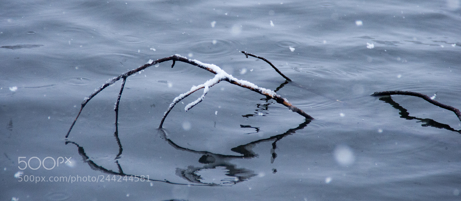 Pentax K-5 sample photo. Floating branch, winter pond photography