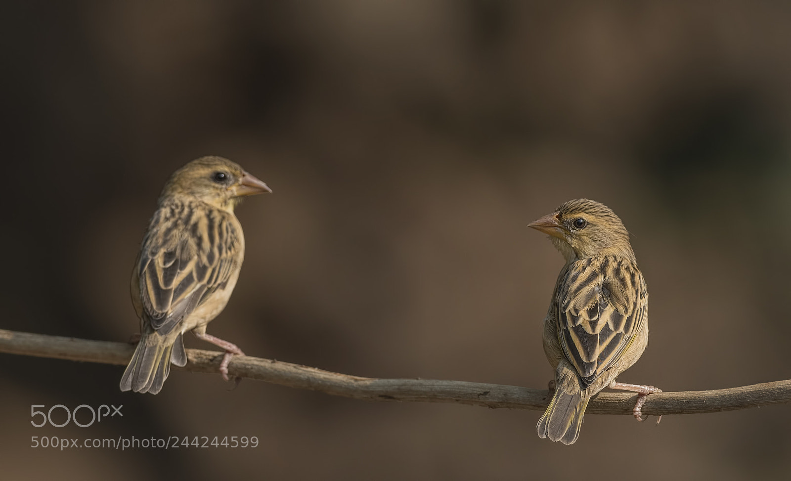 Nikon D500 sample photo. Baya weaver photography