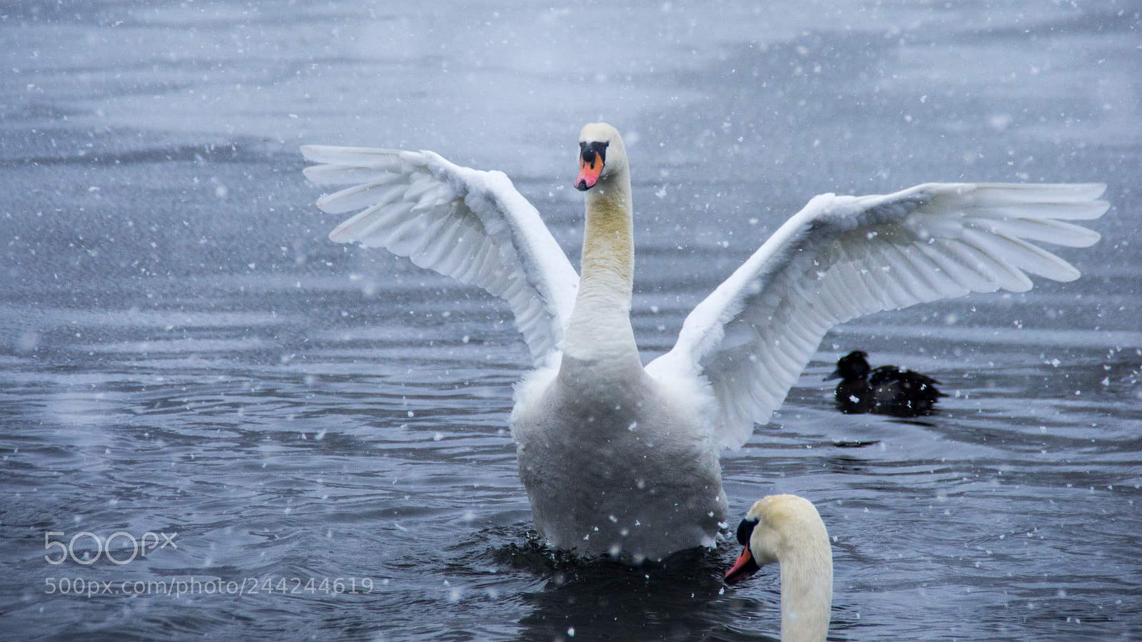 Pentax K-5 sample photo. Wing display photography