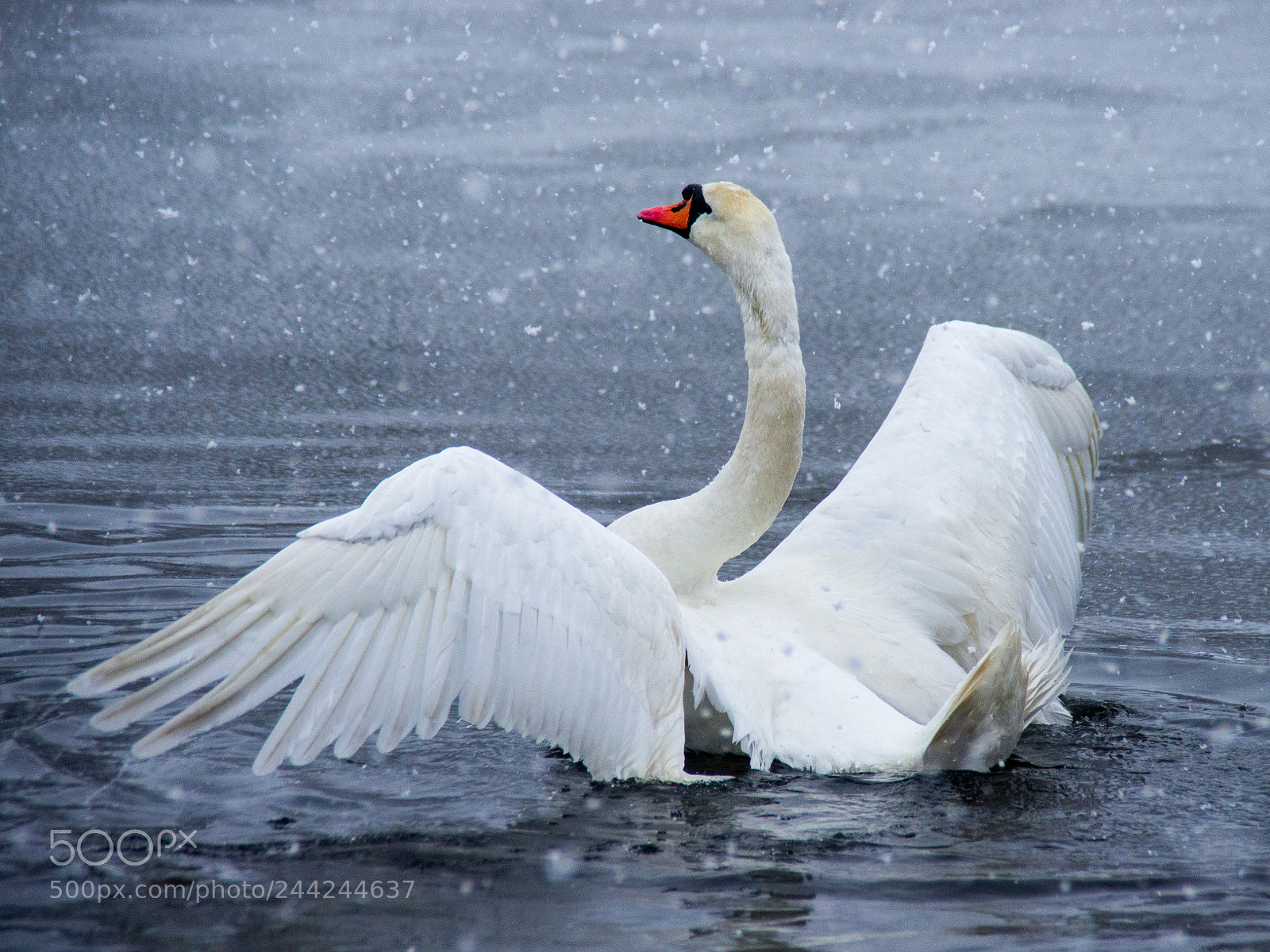 Pentax K-5 sample photo. Snow swan dance 1 photography