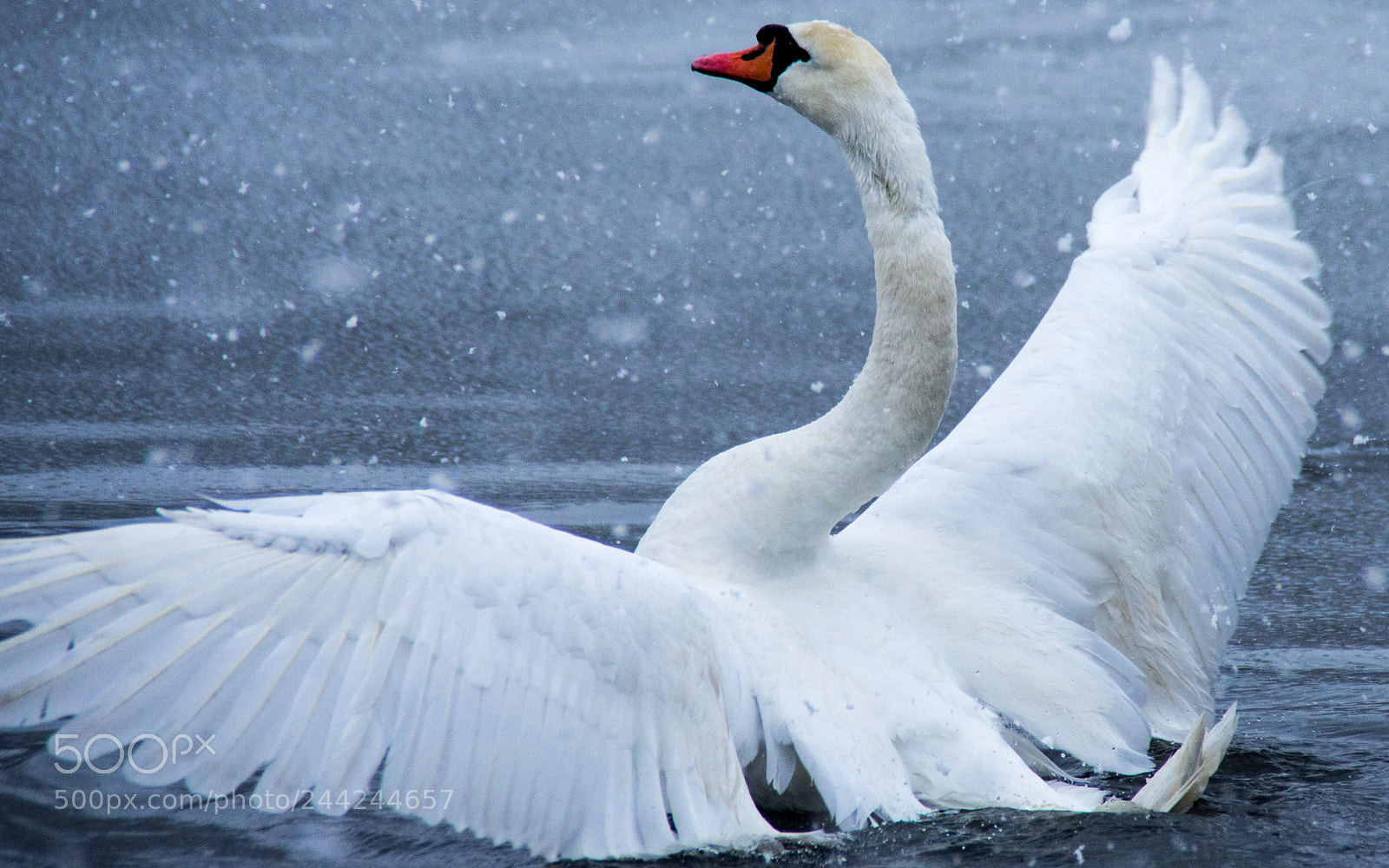 Pentax K-5 sample photo. Snow swan dance 2 photography