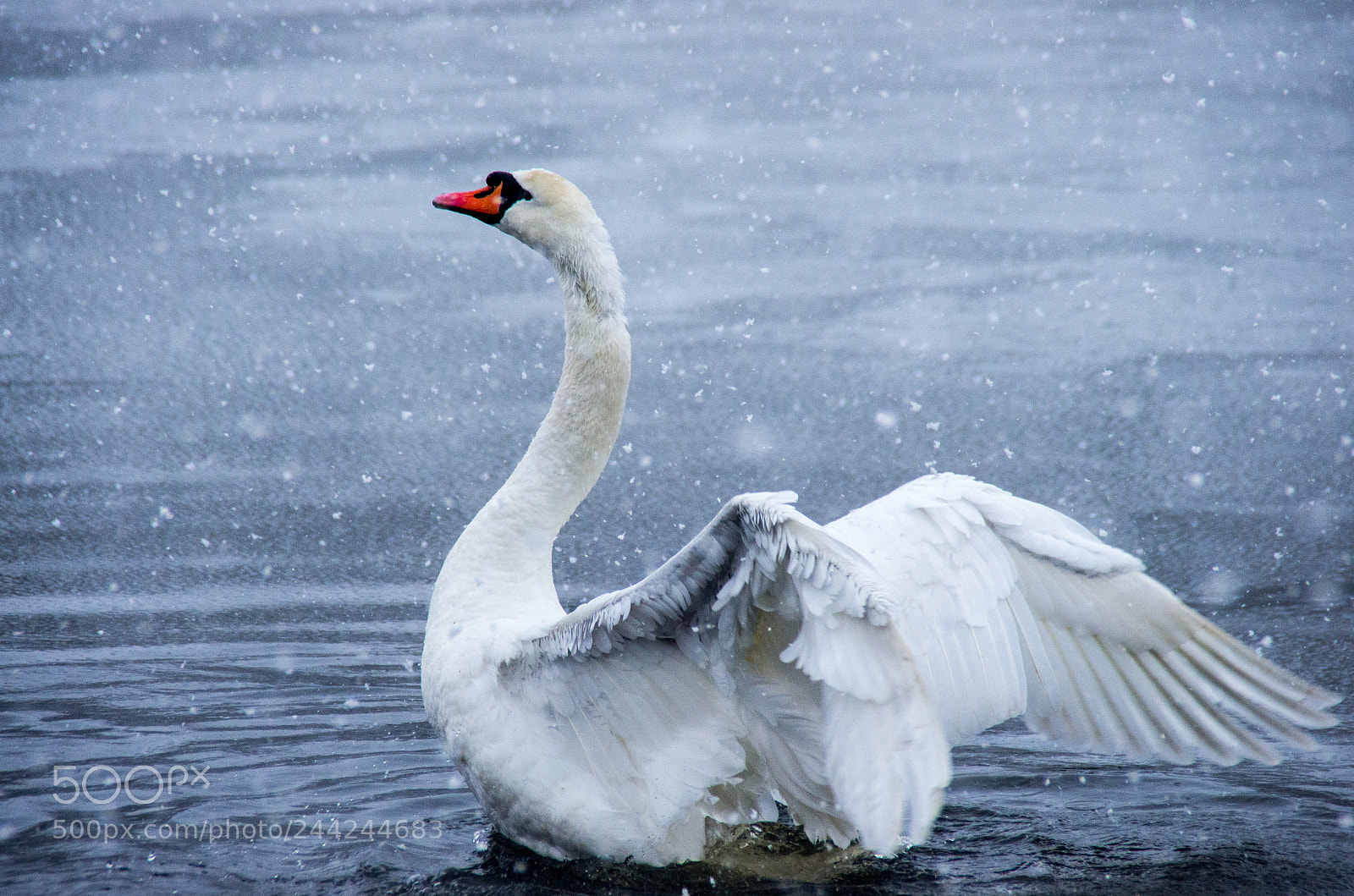 Pentax K-5 sample photo. Snow swan dance 4 photography