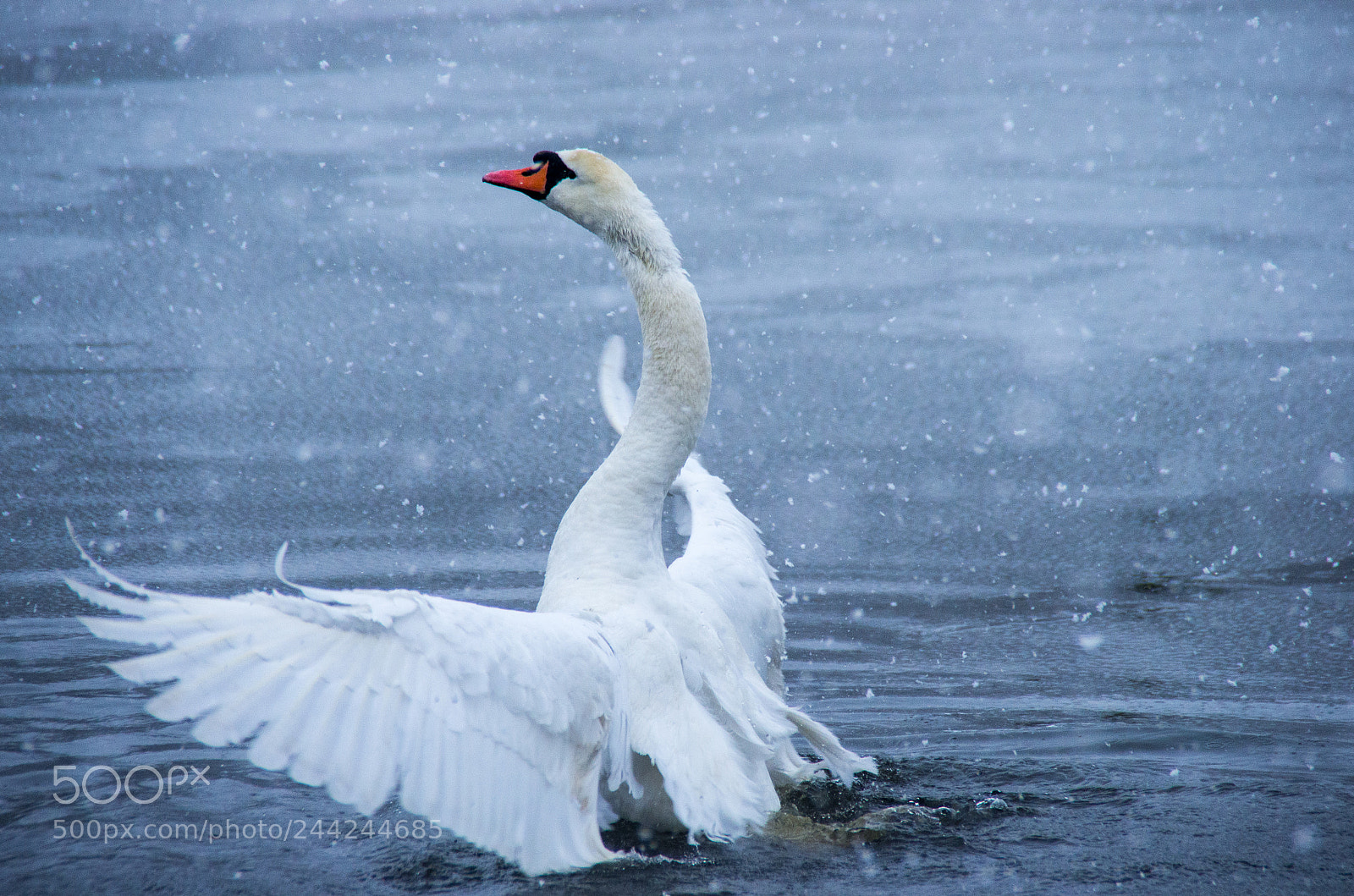 Pentax K-5 sample photo. Snow swan dance 5 photography