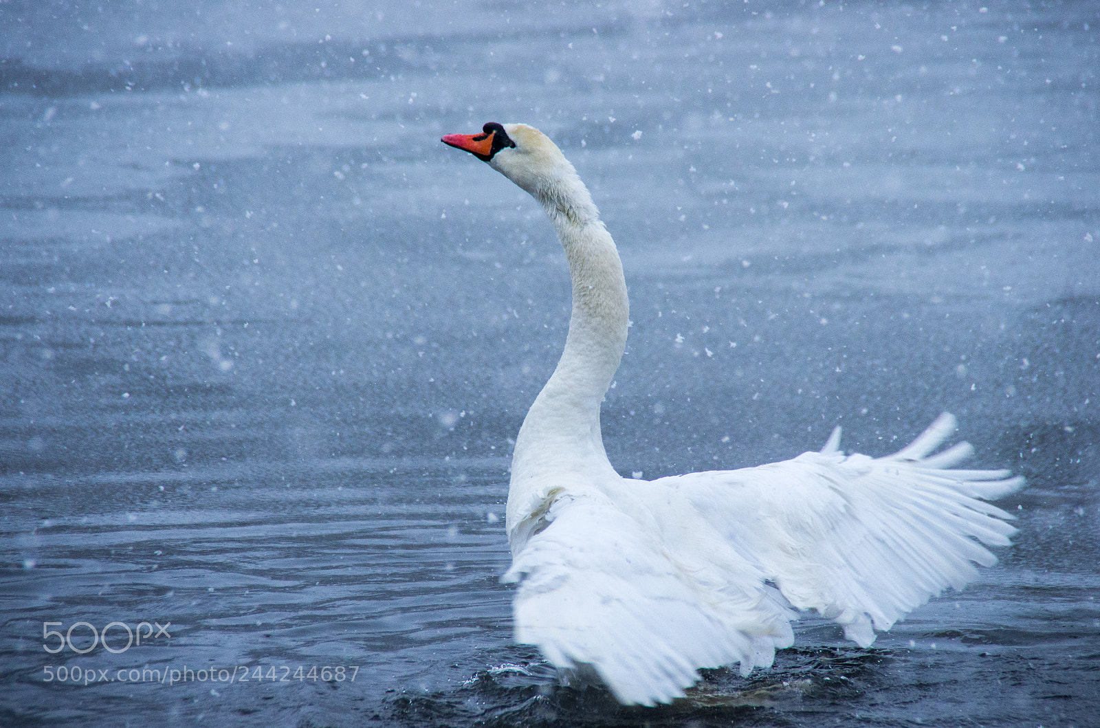 Pentax K-5 sample photo. Snow swan dance 6 photography