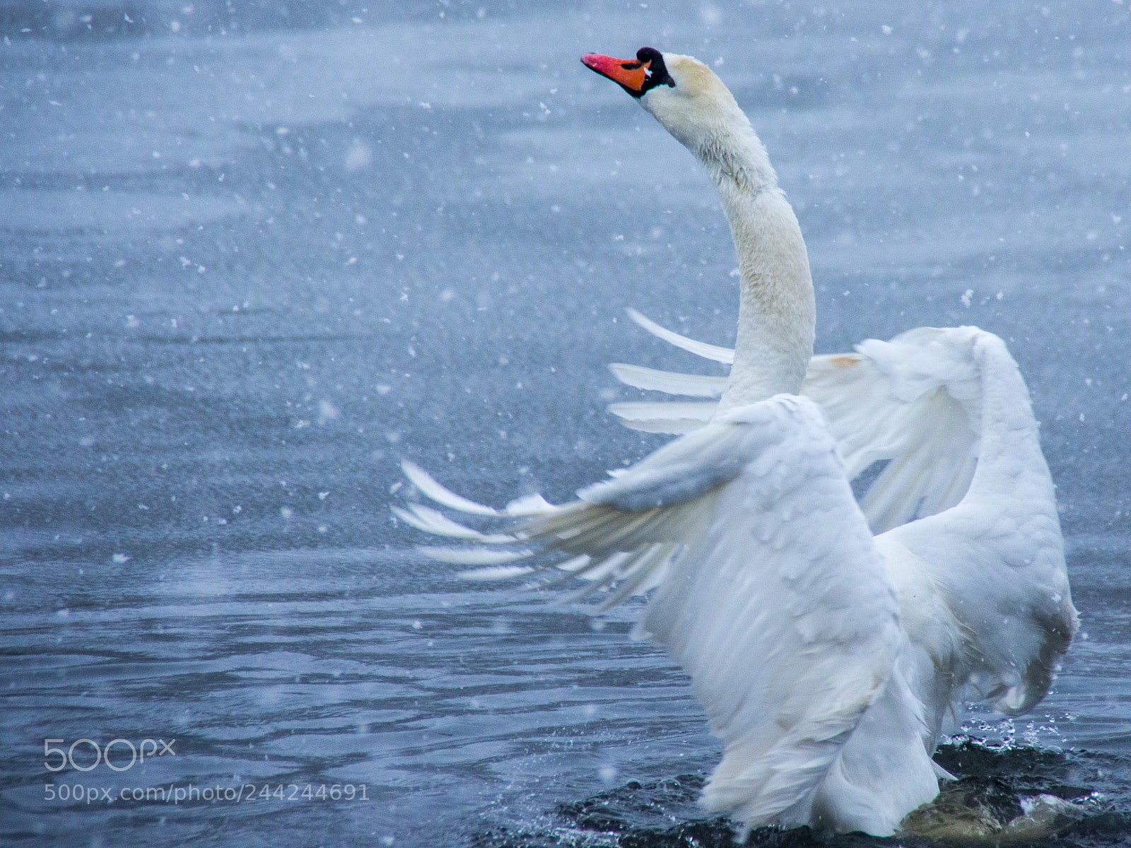 Pentax K-5 sample photo. Snow swan dance 7 photography