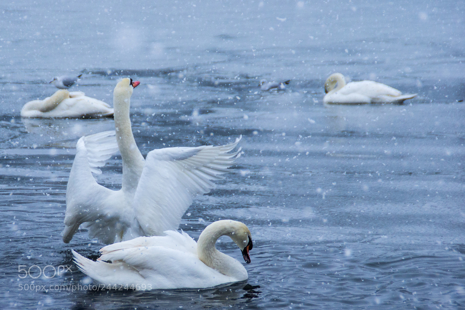 Pentax K-5 sample photo. Snow wings photography