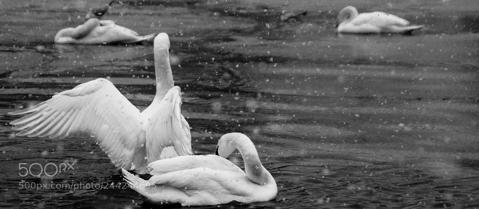Pentax K-5 sample photo. Snow wings bw photography