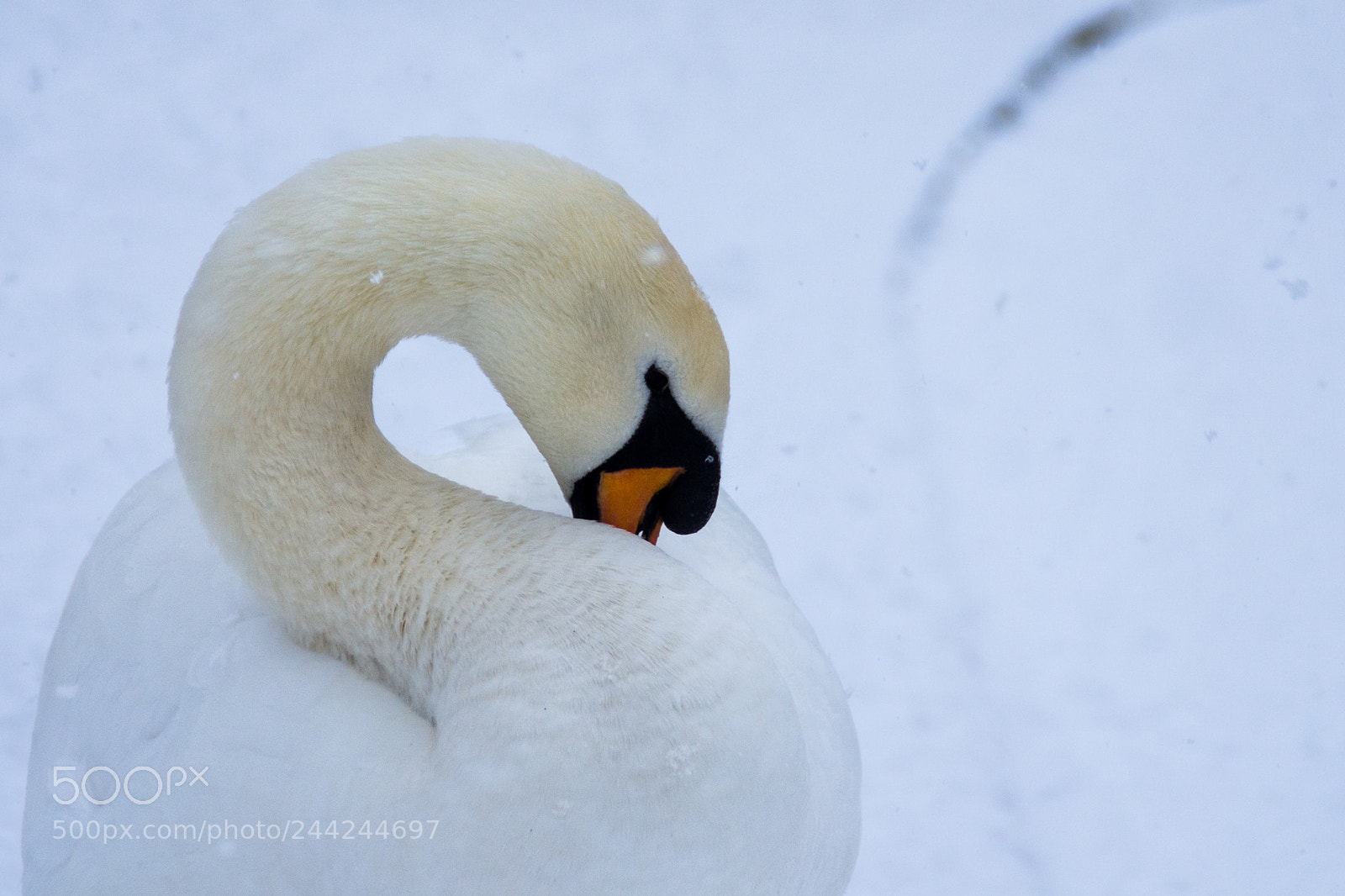 Pentax K-5 sample photo. Cold beak photography