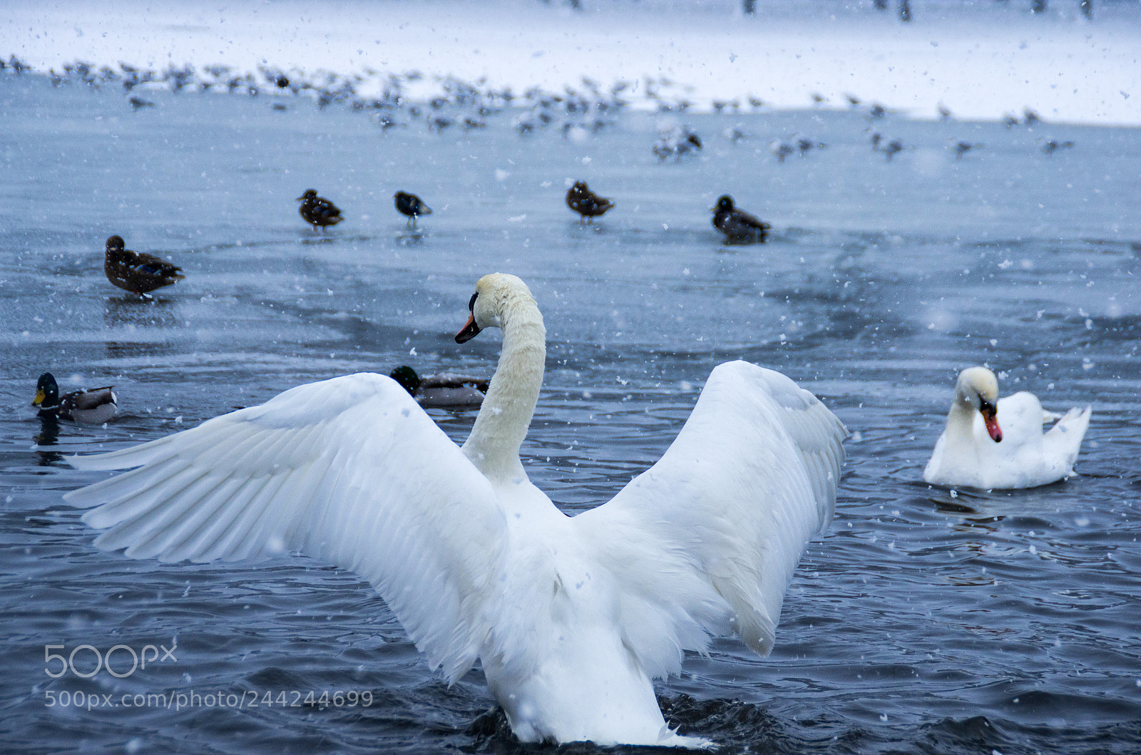Pentax K-5 sample photo. Swan wings, icy water photography