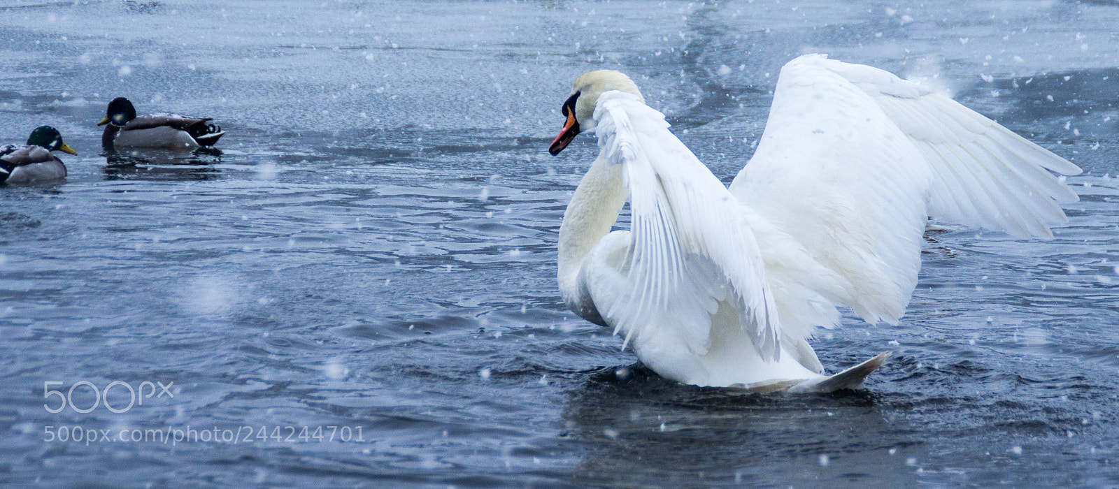 Pentax K-5 sample photo. Fluttering swan photography
