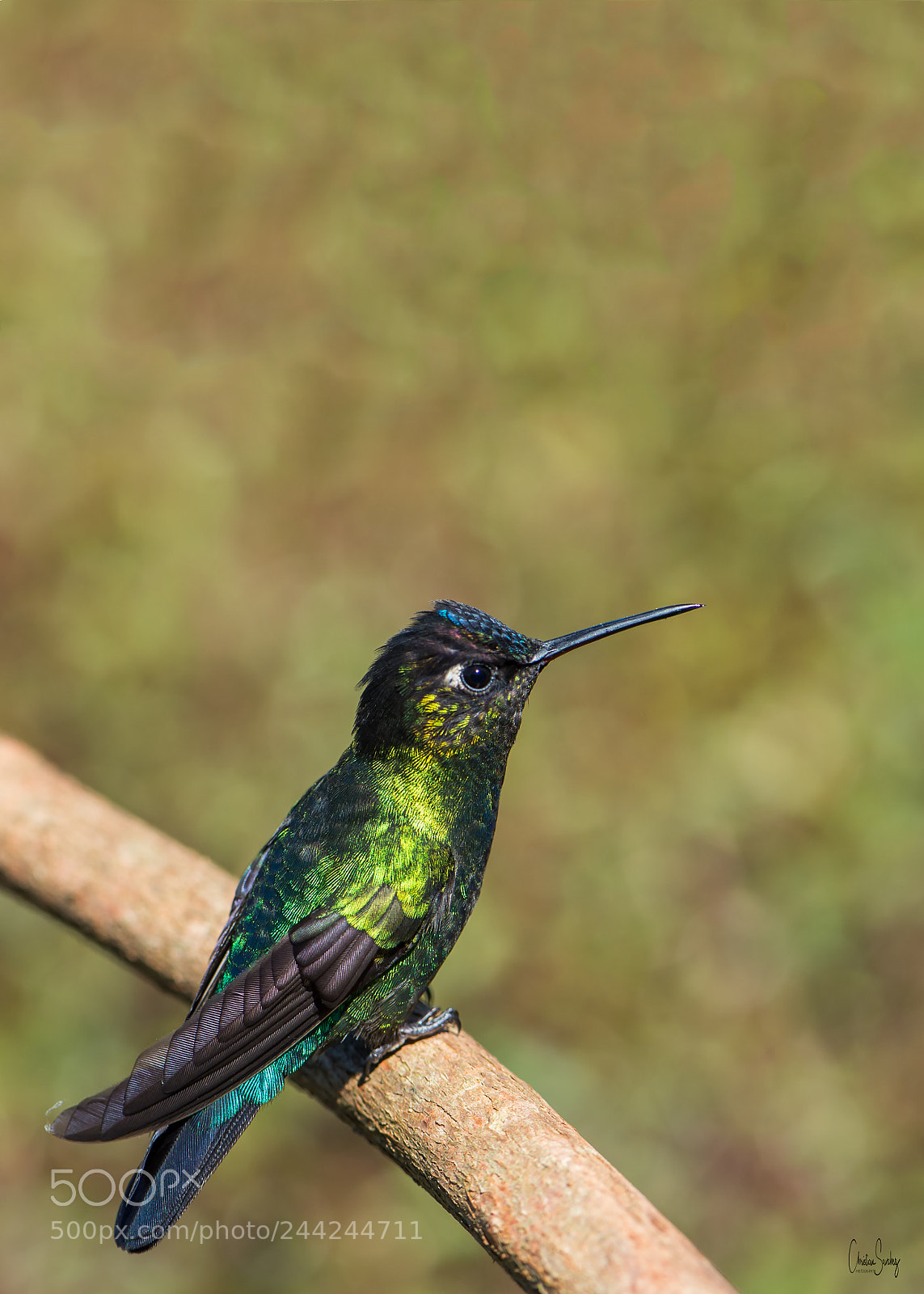 Nikon D4 sample photo. Fiery-throated hummingbird photography