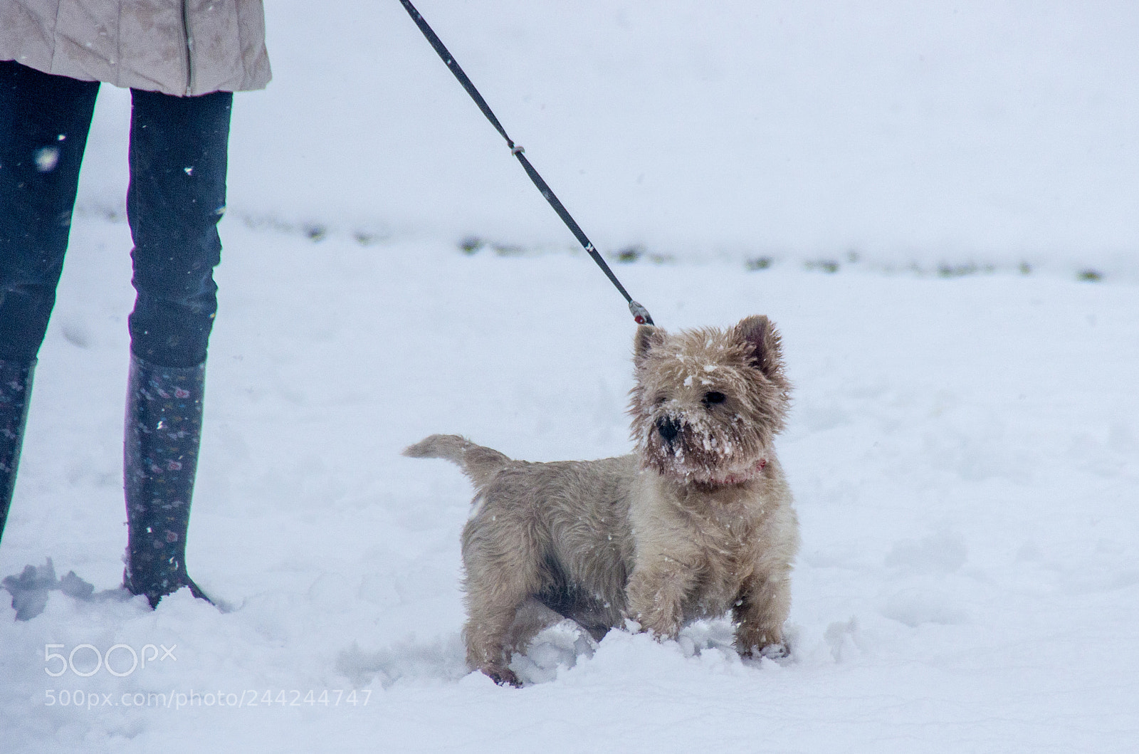 Pentax K-5 sample photo. Snow westie photography