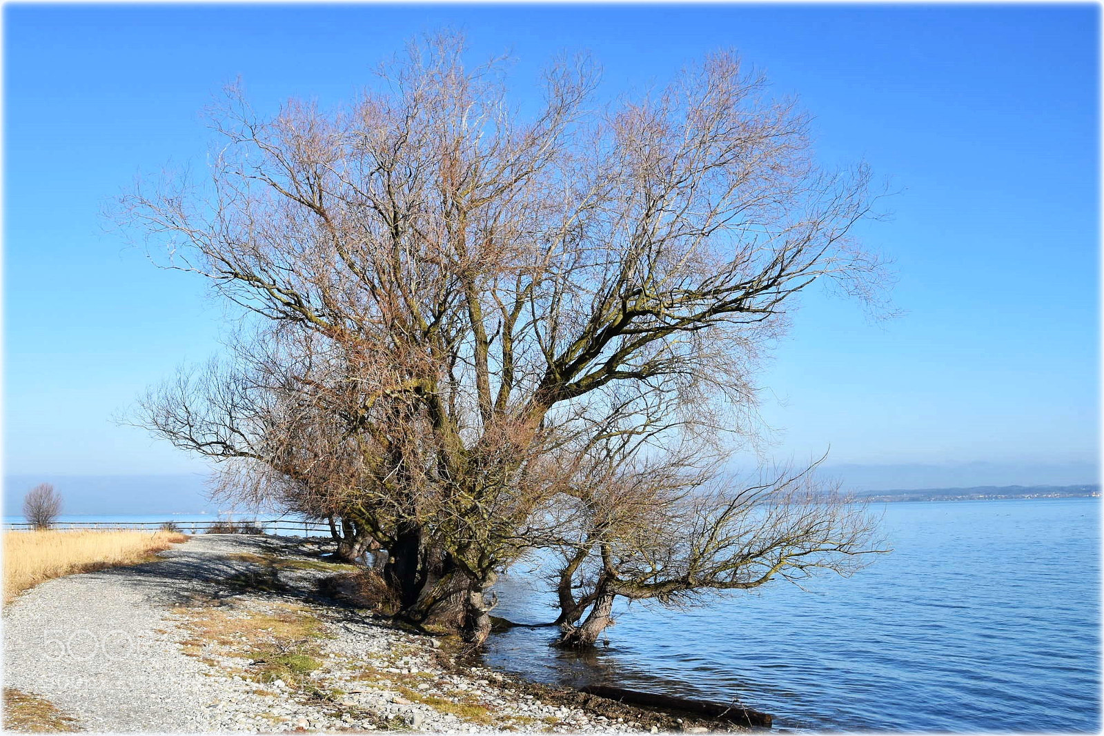 Nikon D7200 sample photo. "trees at the lake" photography