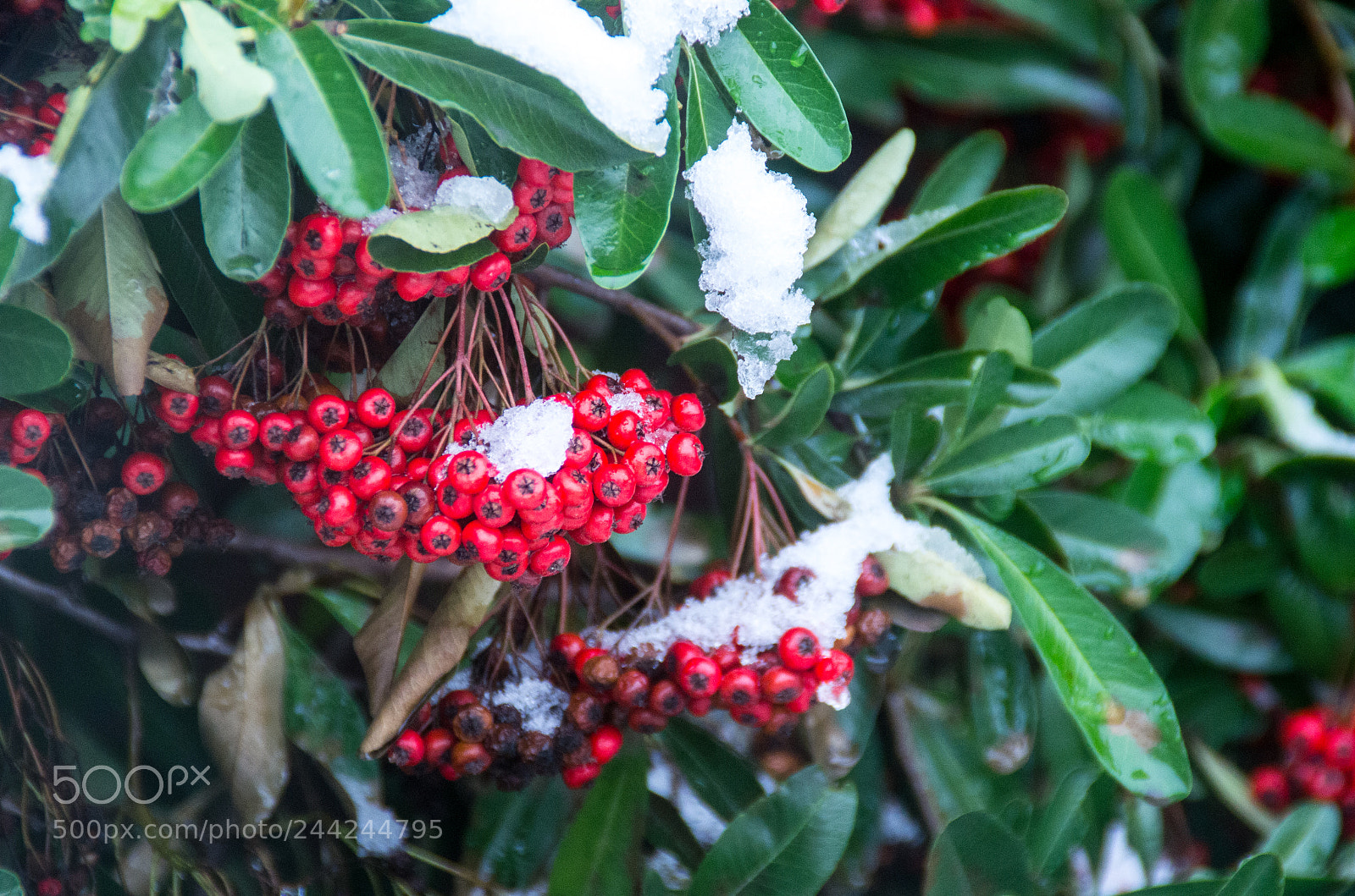 Pentax K-5 sample photo. Winter red photography