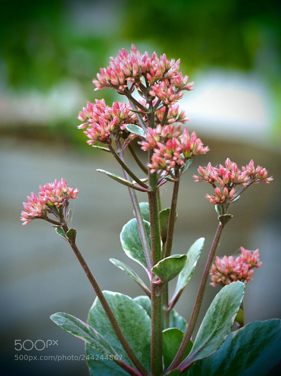 Olympus PEN E-PL7 sample photo. Nature therapy! photography