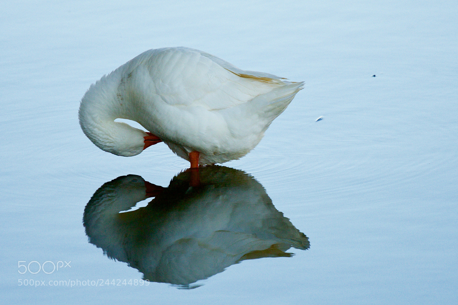 Nikon D500 sample photo. Untitled photography