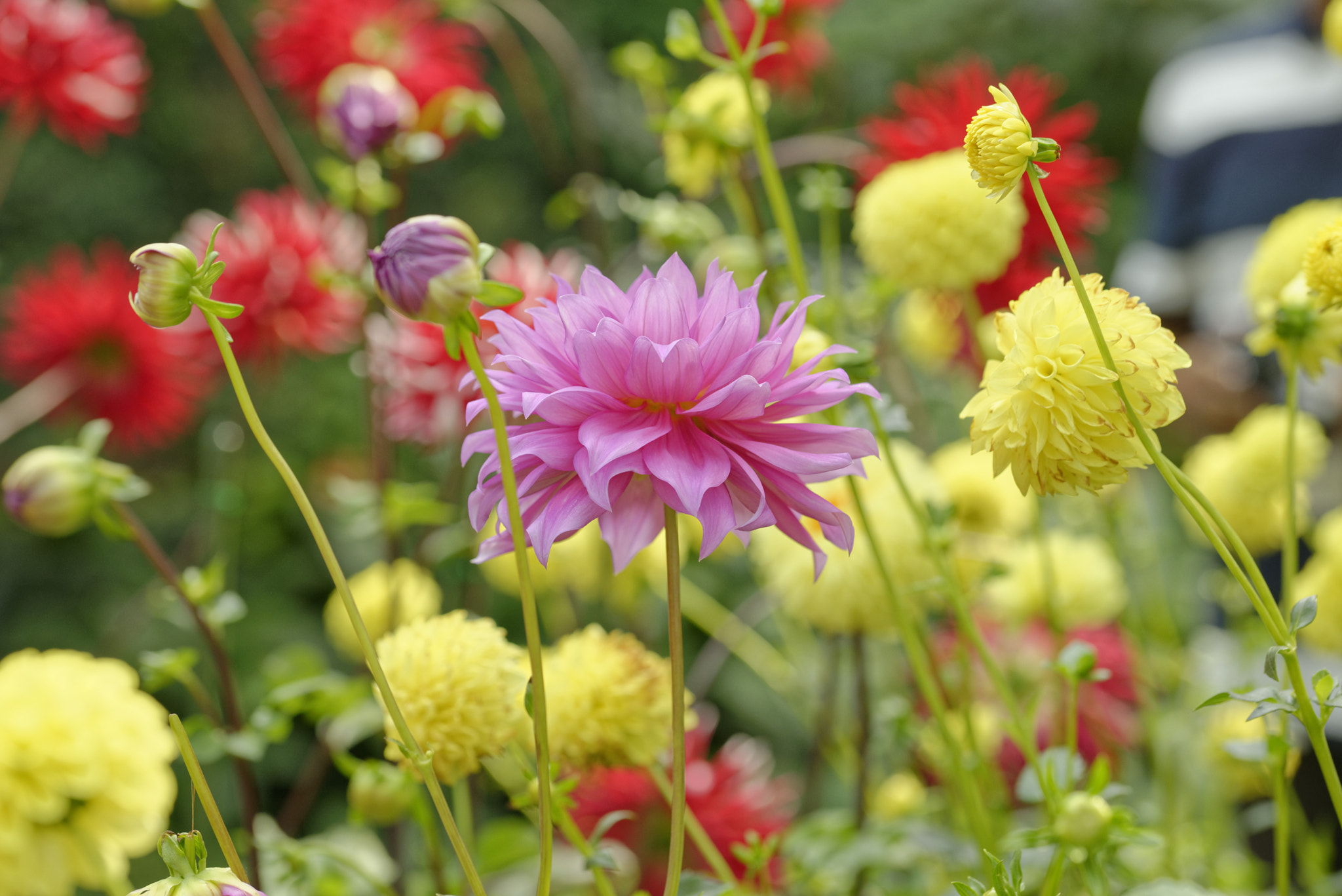 Nikon D610 + Sigma 105mm F2.8 EX DG OS HSM sample photo. Flower dahlia1 photography