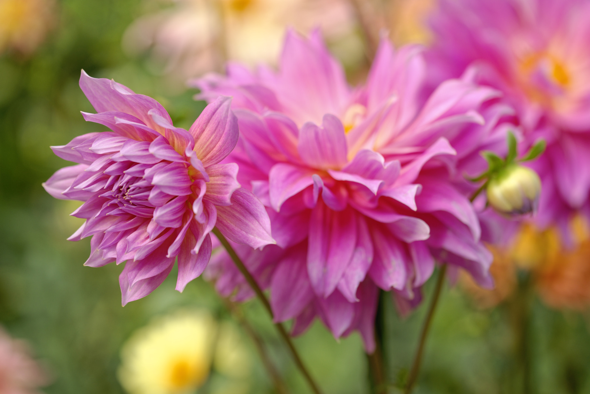 Nikon D610 + Sigma 105mm F2.8 EX DG OS HSM sample photo. Flower dahlia2 photography