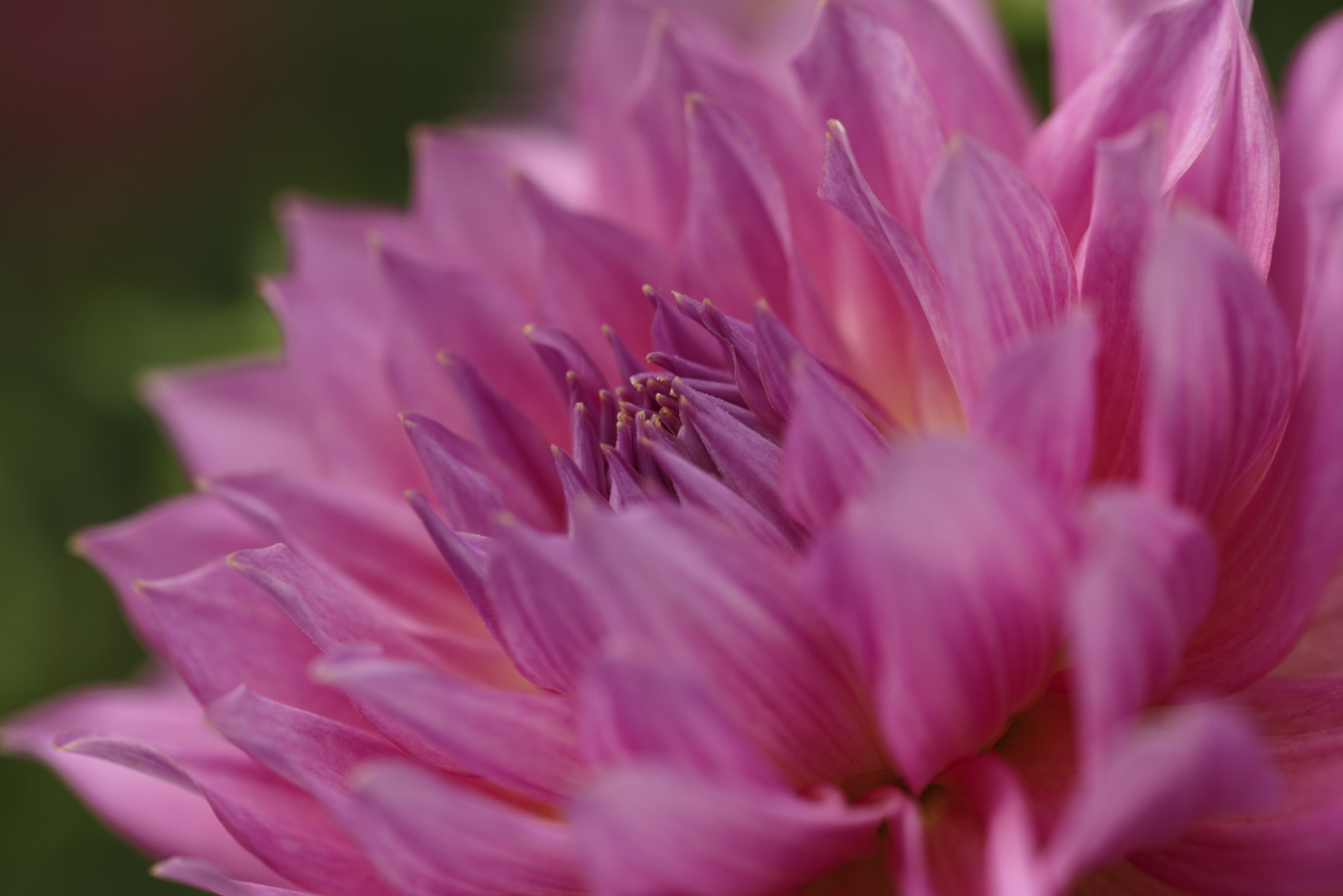 Nikon D610 + Sigma 105mm F2.8 EX DG OS HSM sample photo. Flower  closeup photography