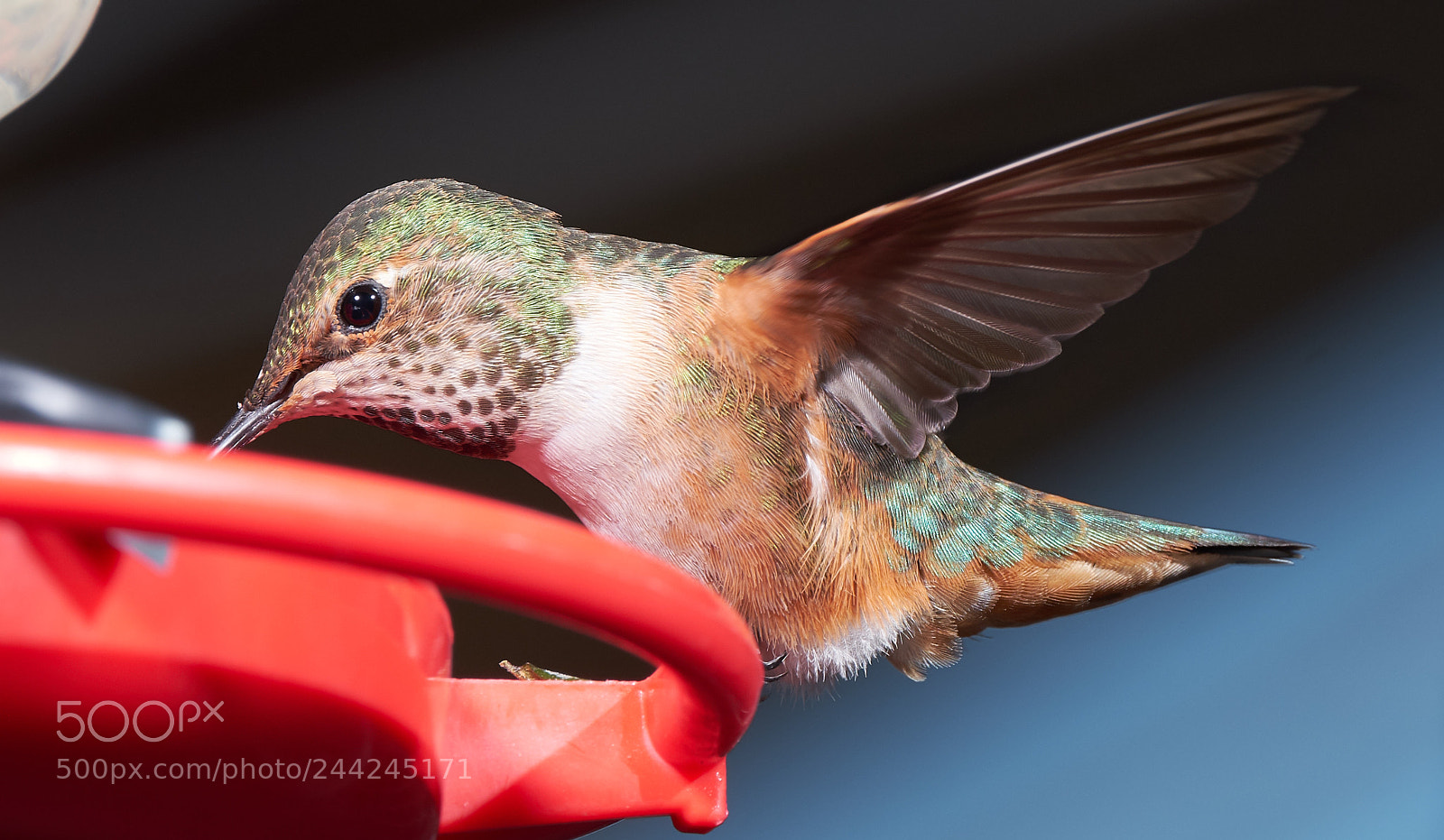 Fujifilm X-T2 sample photo. Hummingbird photography
