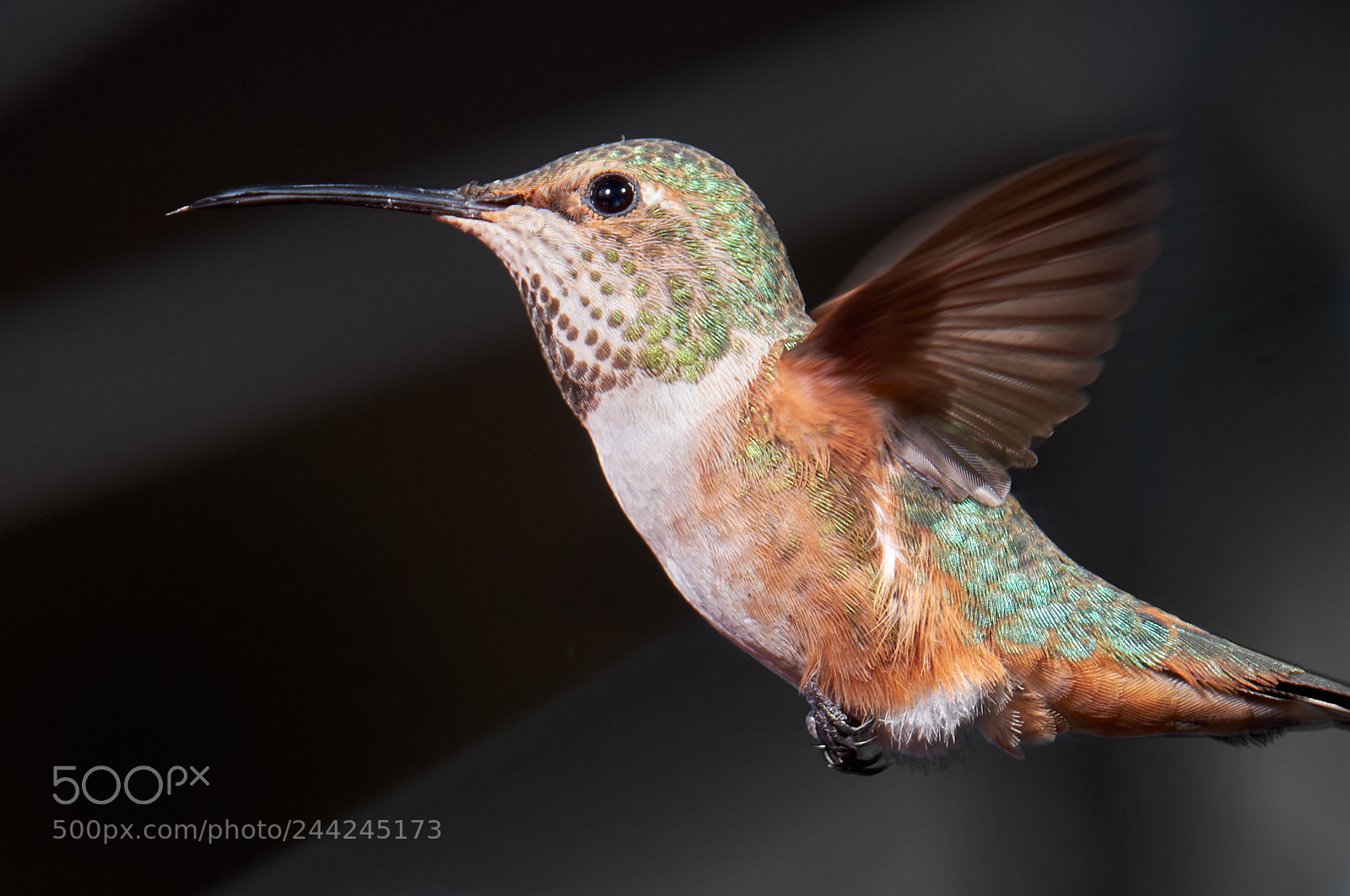 Fujifilm X-T2 sample photo. Hummingbird photography