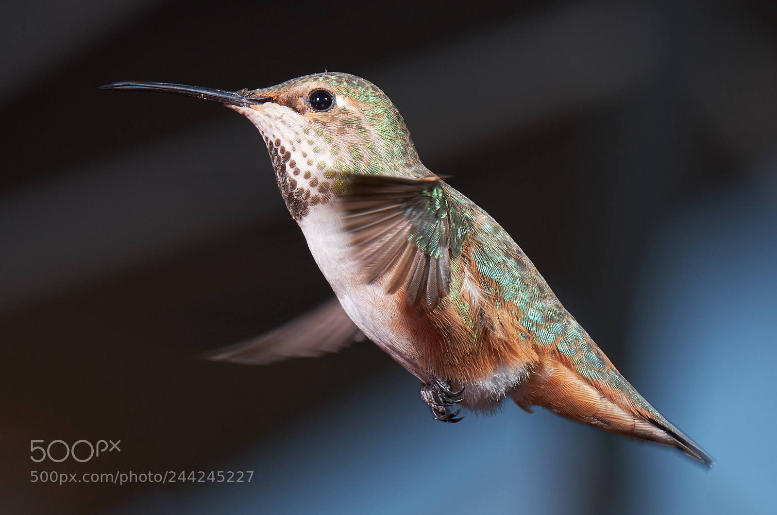 Fujifilm X-T2 sample photo. Hummingbird photography