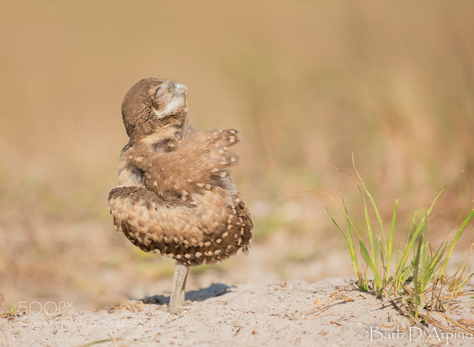 Canon EOS-1D X sample photo. Preening and primping photography