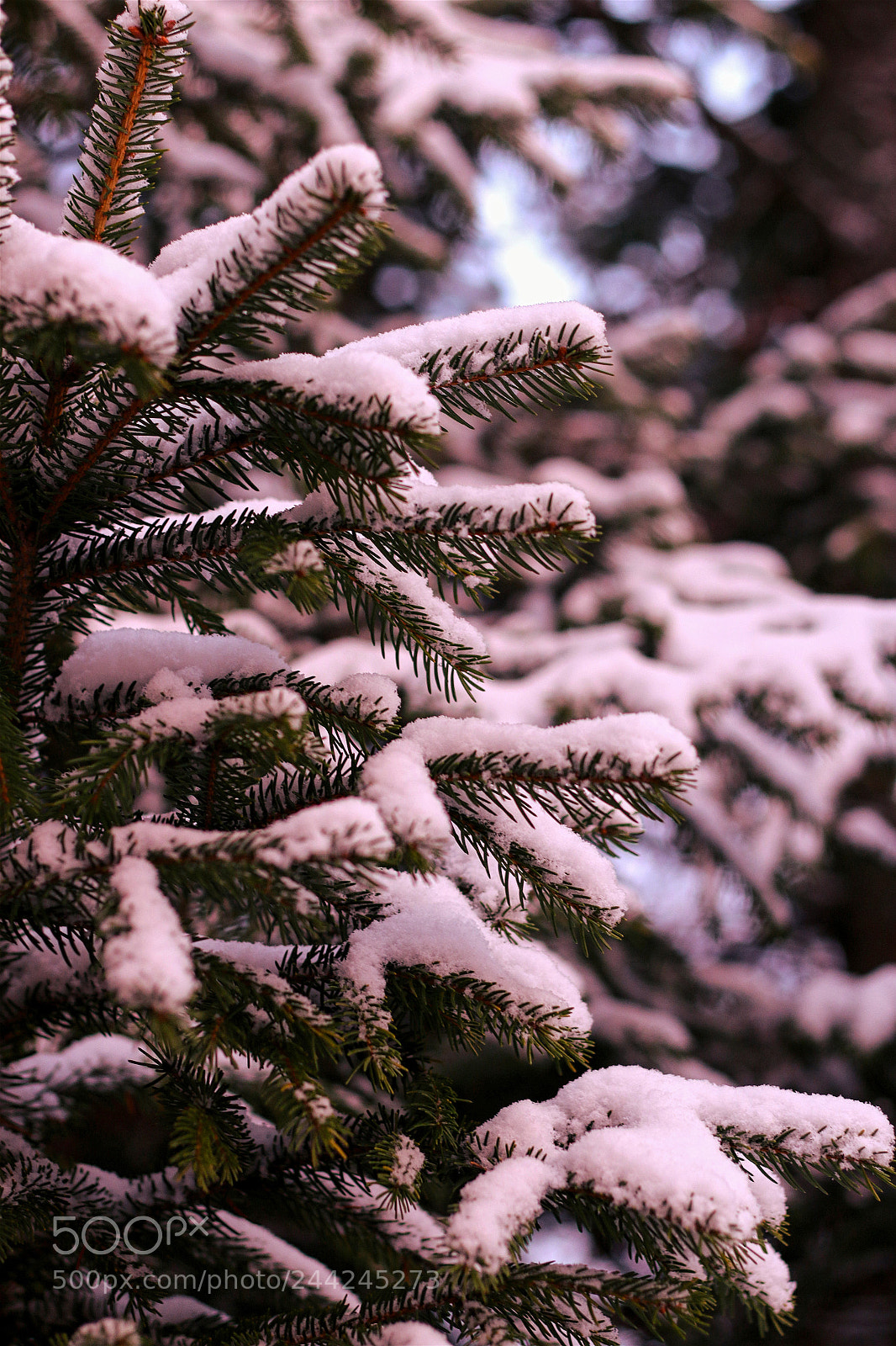 Canon EOS 70D sample photo. Winter tree photography