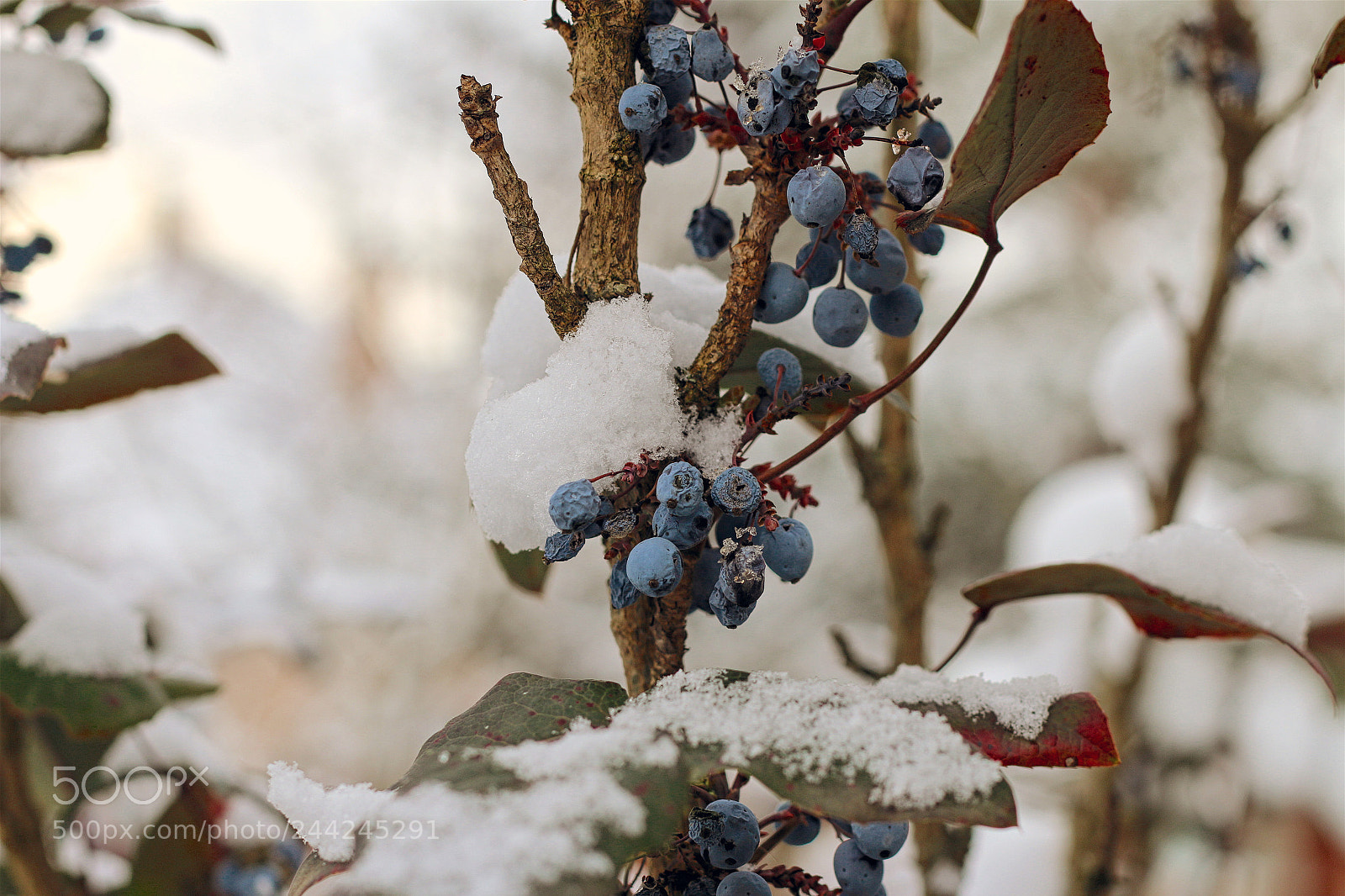 Canon EOS 70D sample photo. Winter garden photography