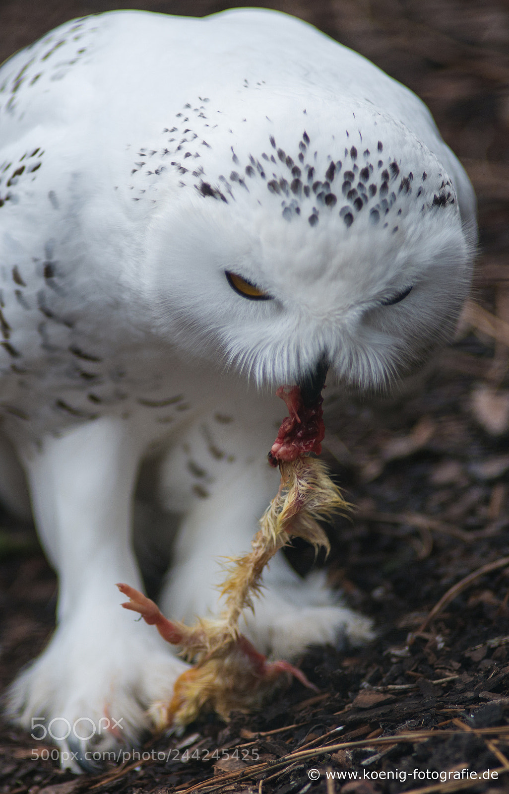 Nikon D800 sample photo. Snow owl eat photography