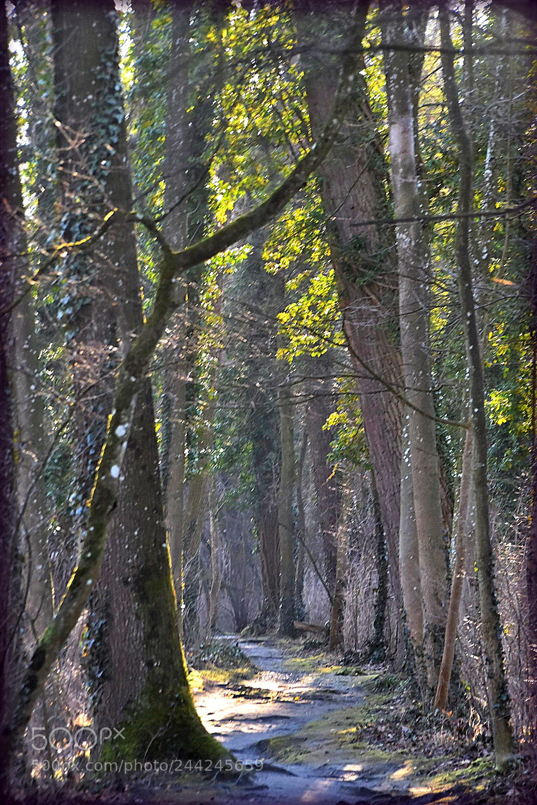 Nikon D7200 sample photo. "way" photography