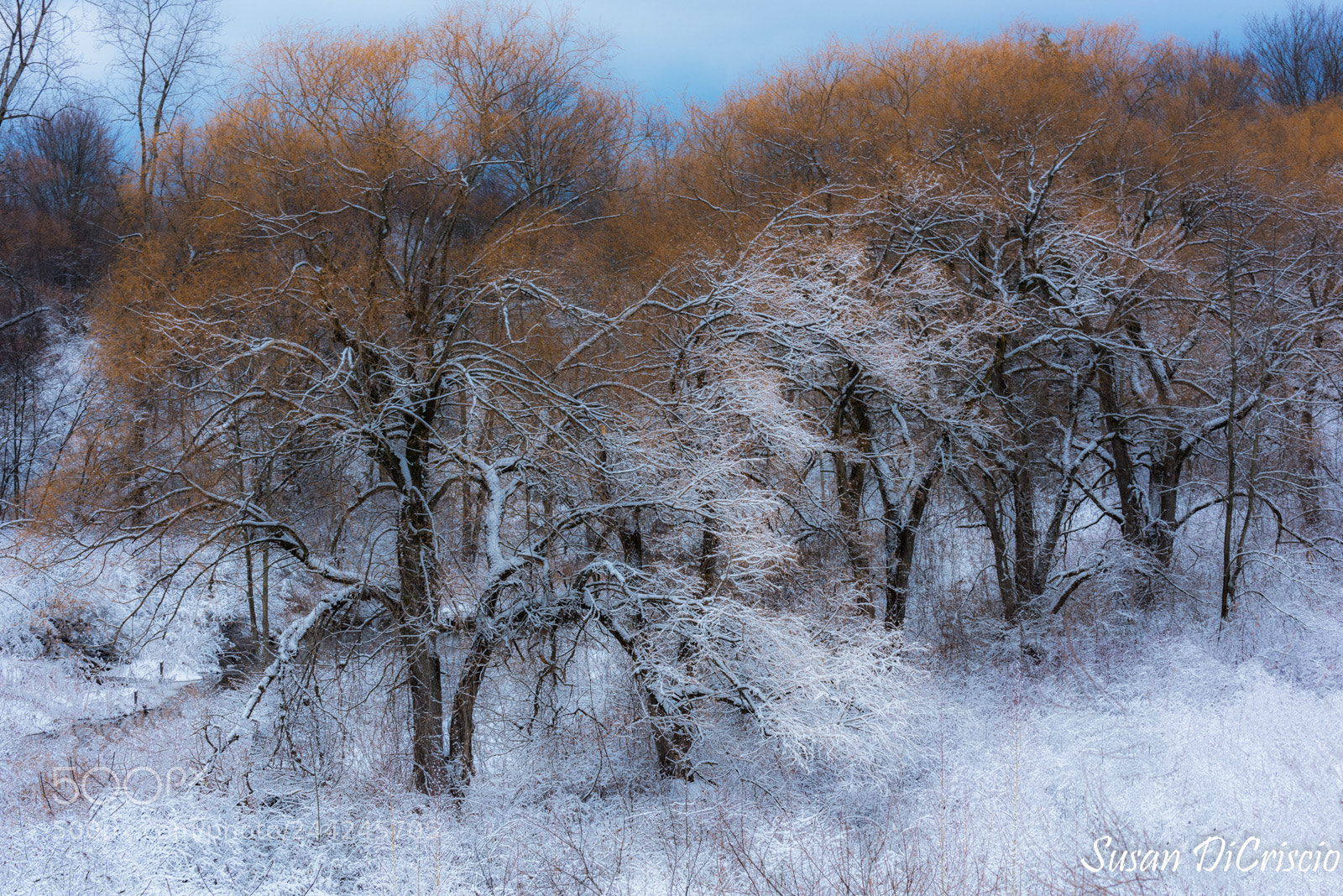 Nikon D810 sample photo. Winter icing photography
