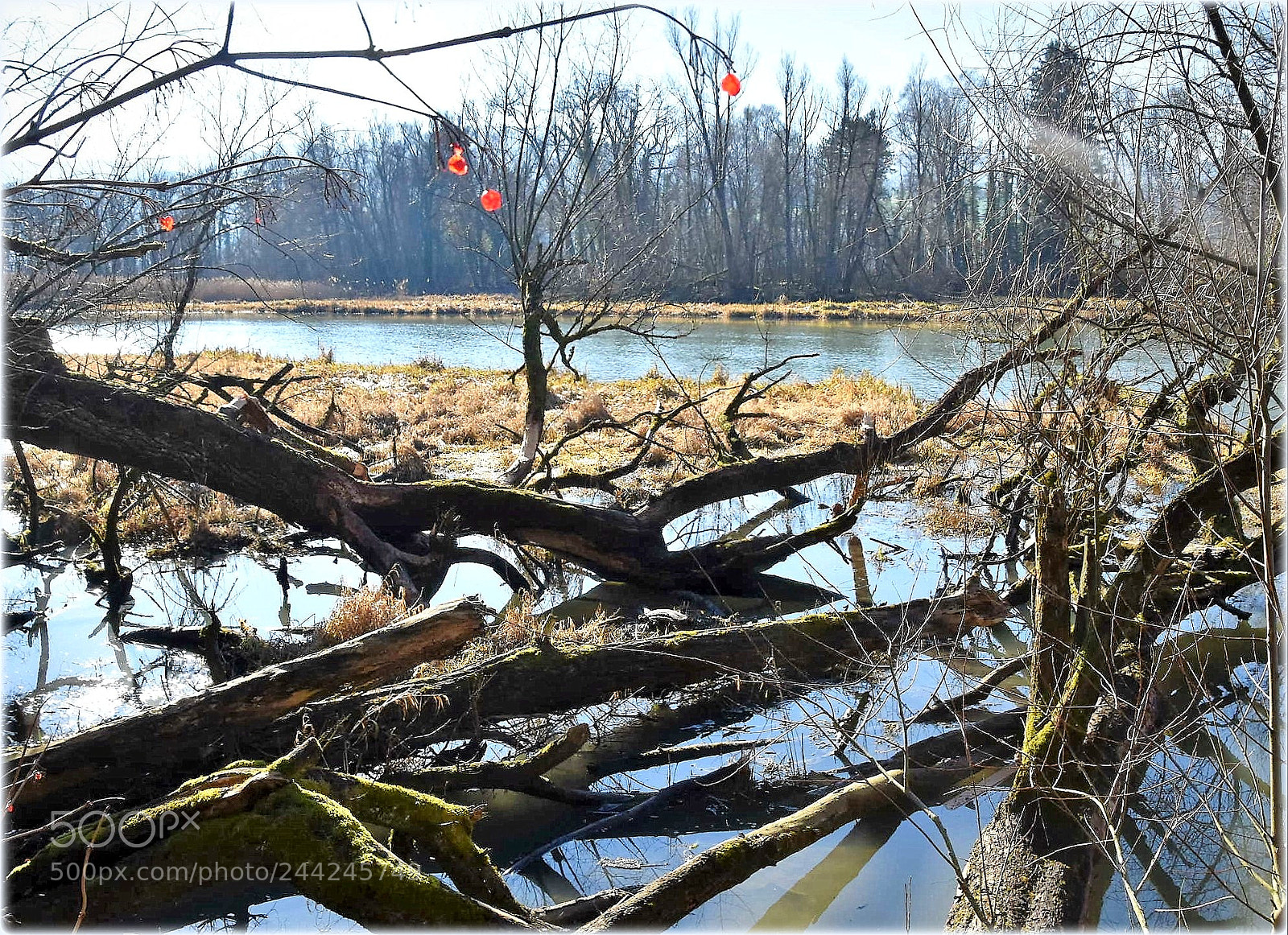 Nikon D7200 sample photo. "old rhin," photography