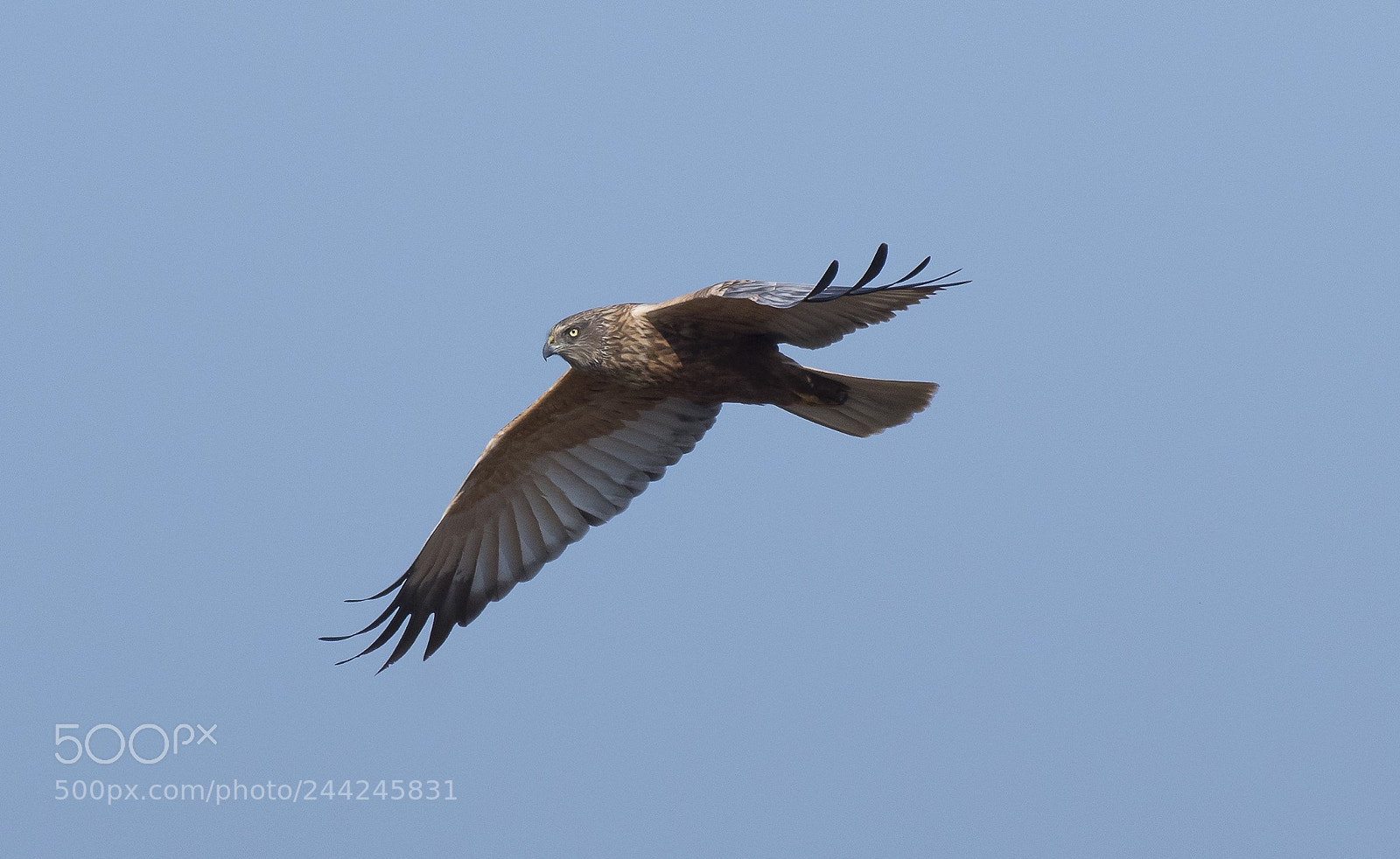 Nikon D500 sample photo. Untitled photography