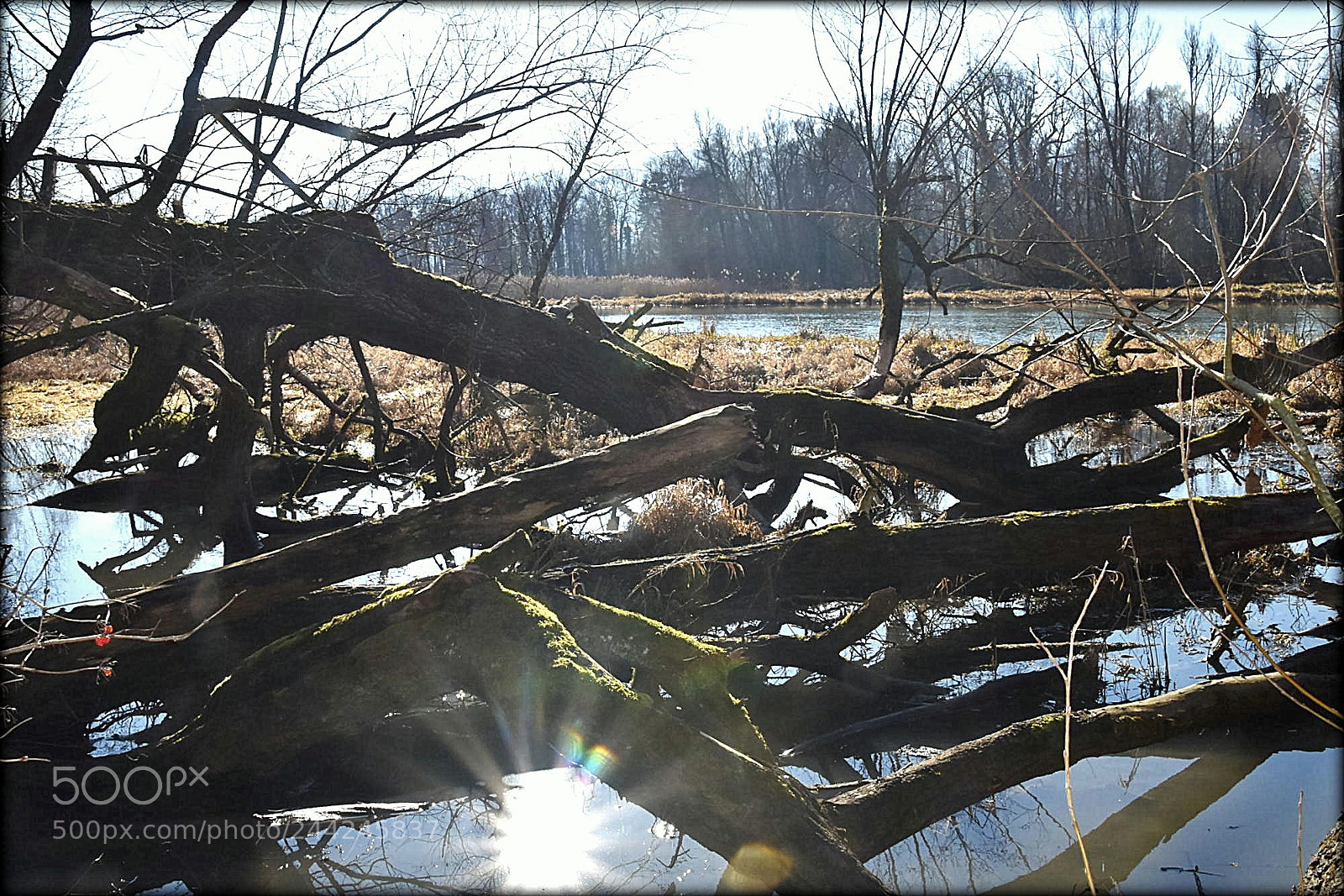 Nikon D7200 sample photo. "old river" photography