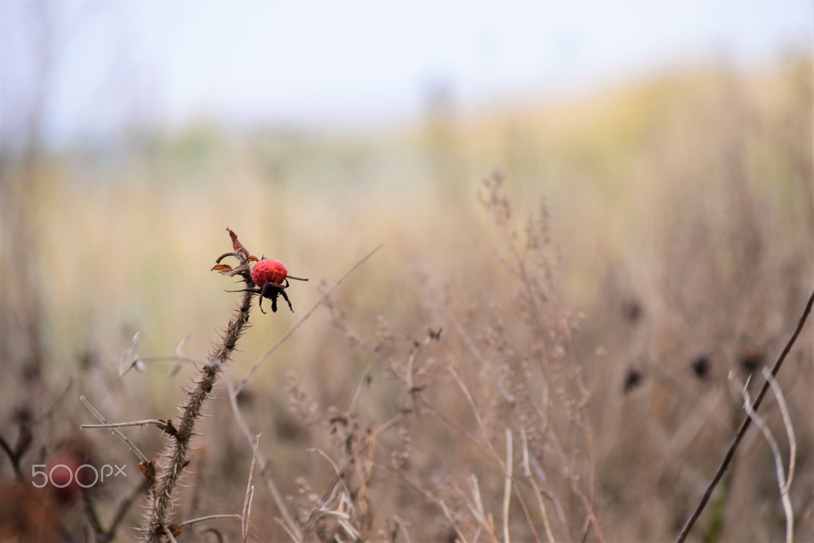 Nikon D5300 + Sigma 18-250mm F3.5-6.3 DC Macro OS HSM sample photo. Still winter photography