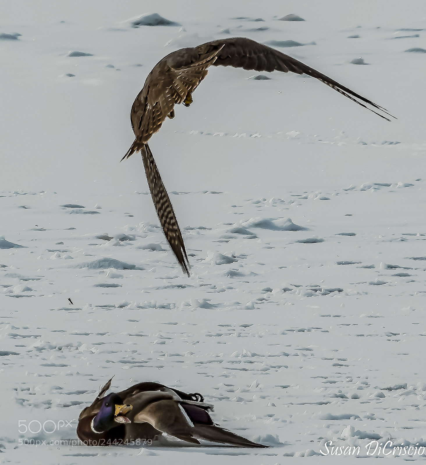 Nikon D500 sample photo. Close call photography