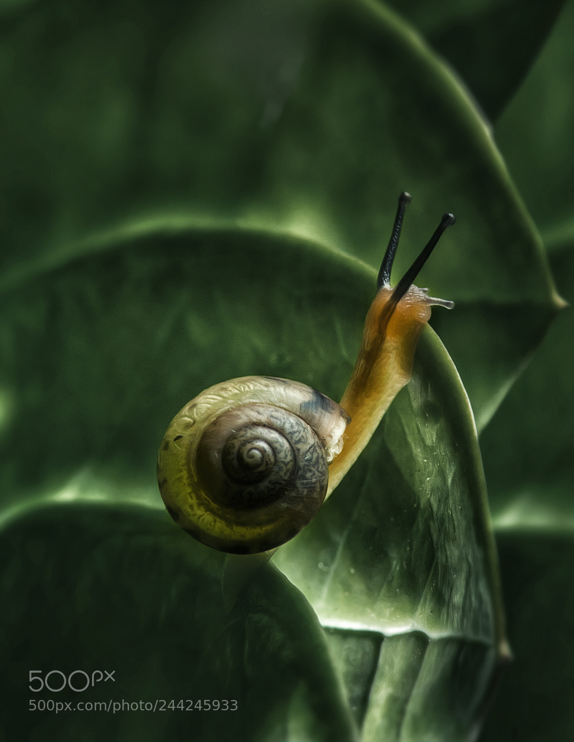 Nikon D300S sample photo. Slugs in action photography