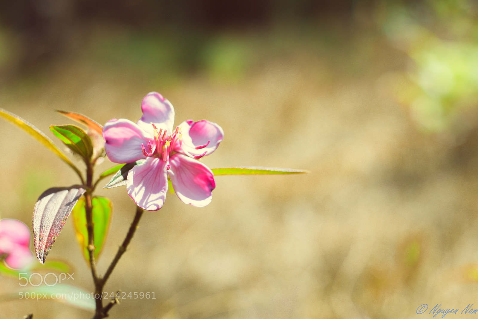Nikon D5500 sample photo. Hoa sim photography