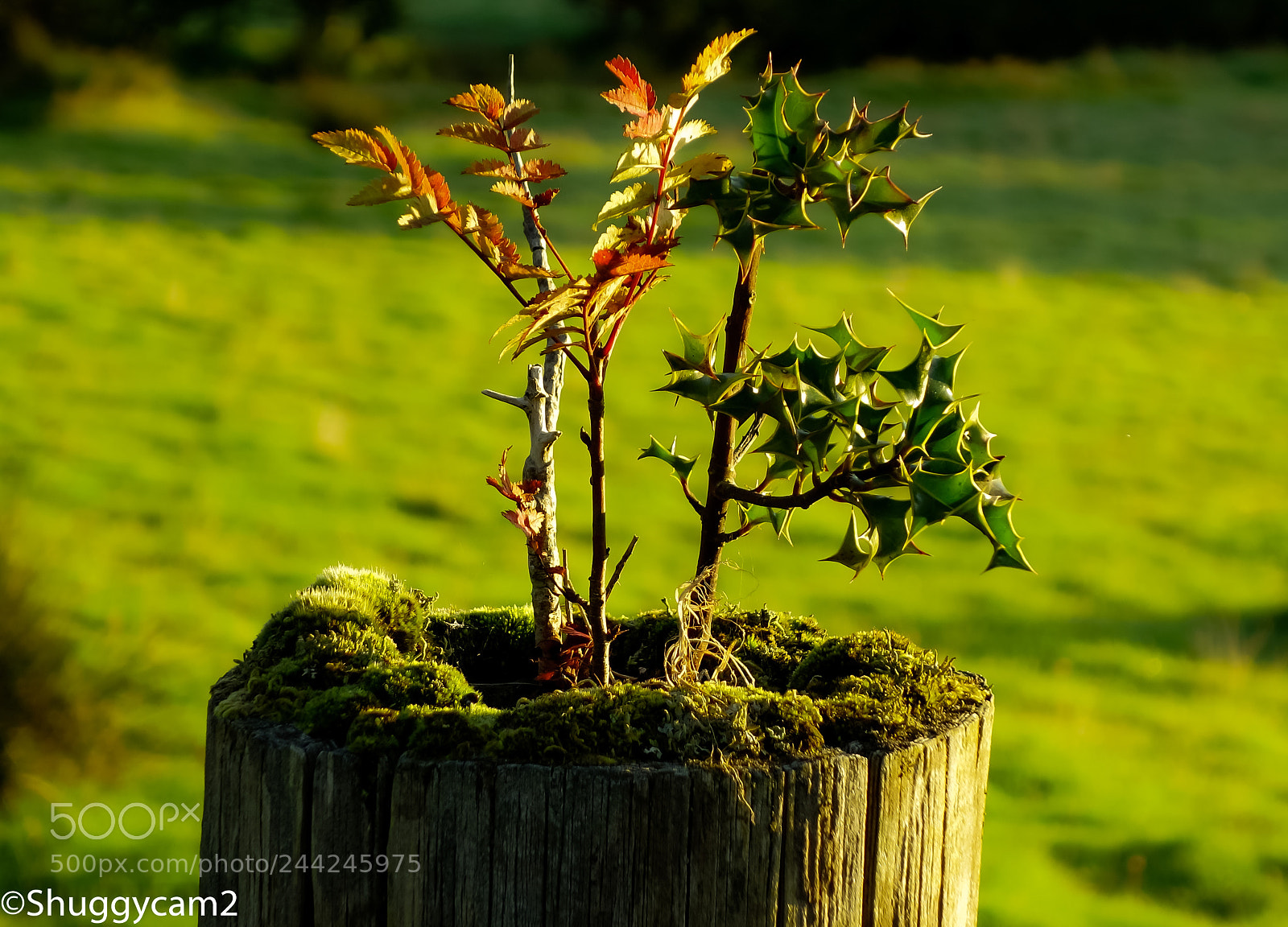 Sony Cyber-shot DSC-RX100 II sample photo. Arran bonsai. photography
