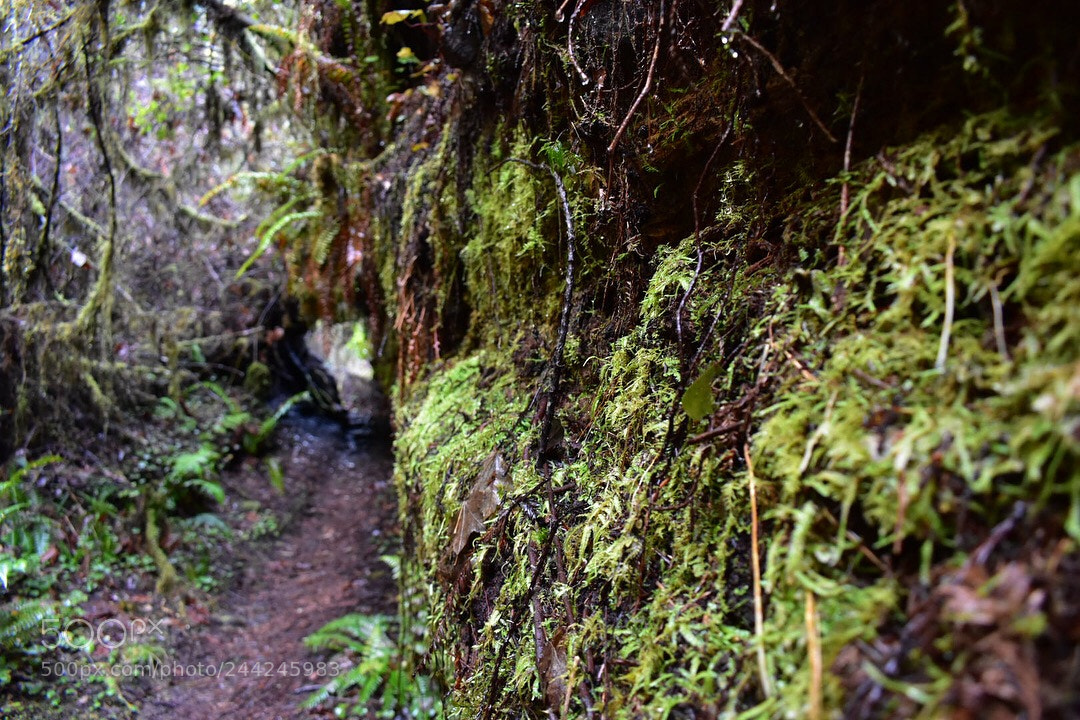 Nikon D3400 sample photo. Redwood forest, ca photography