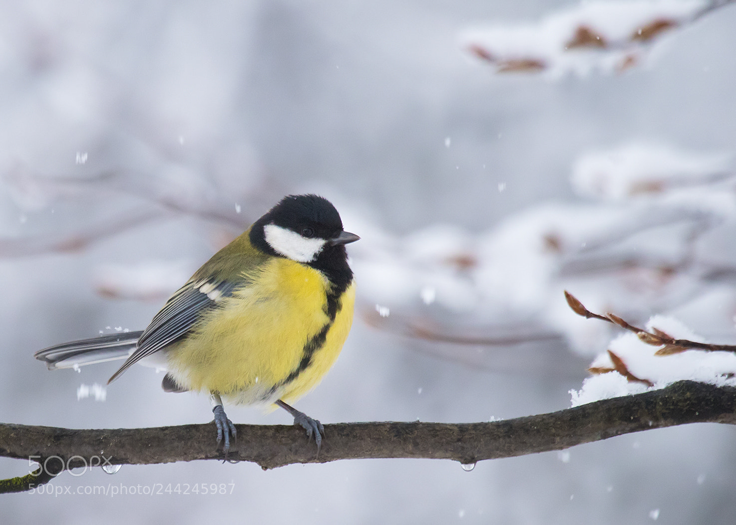 Canon EOS 7D Mark II sample photo. Titmouse photography