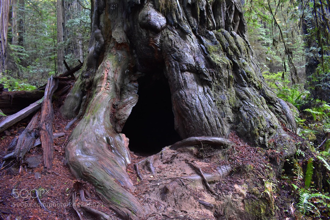 Nikon D3400 sample photo. Redwood forest, ca photography