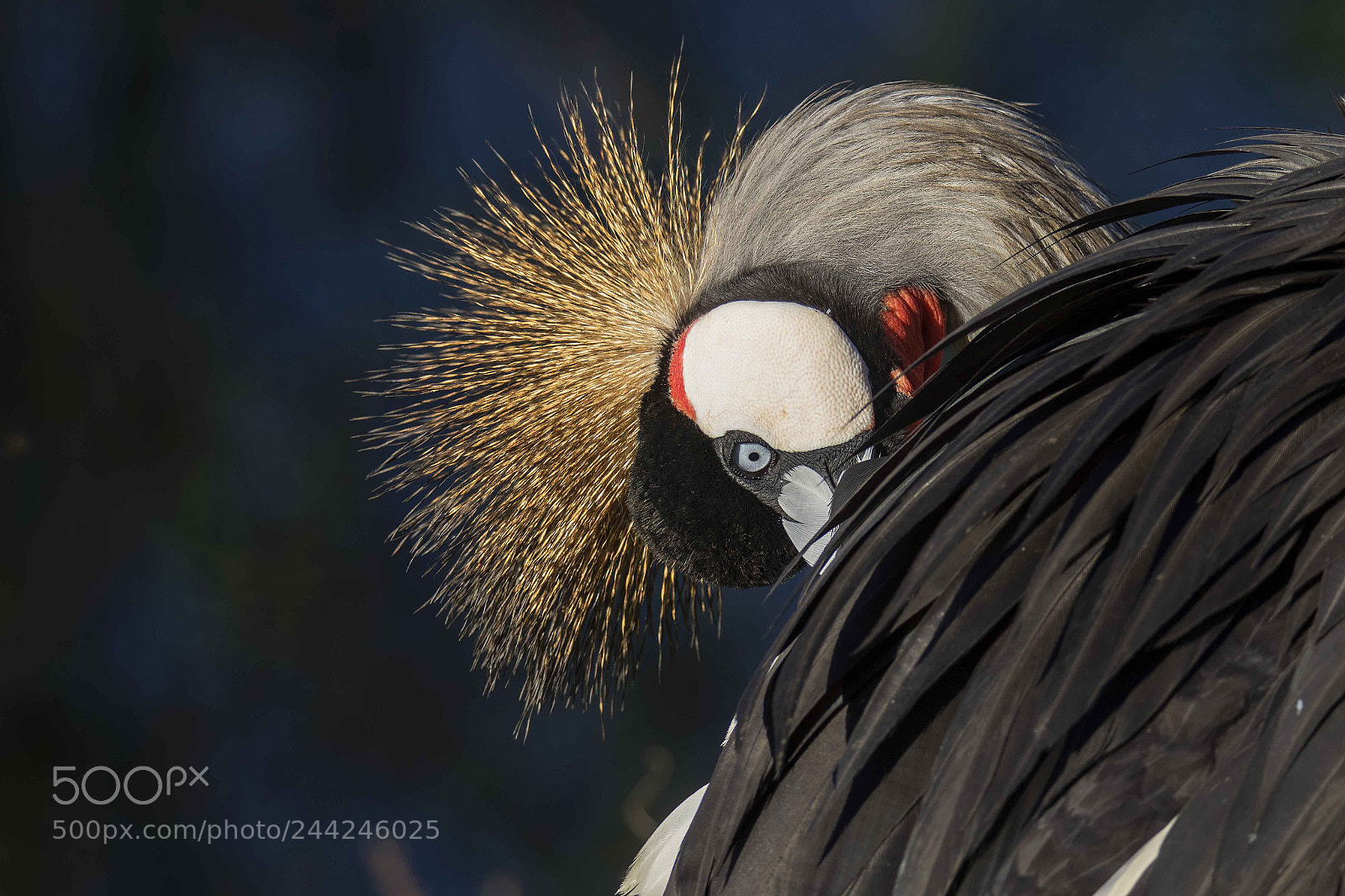Canon EOS 7D Mark II sample photo. Grey crowned crane photography