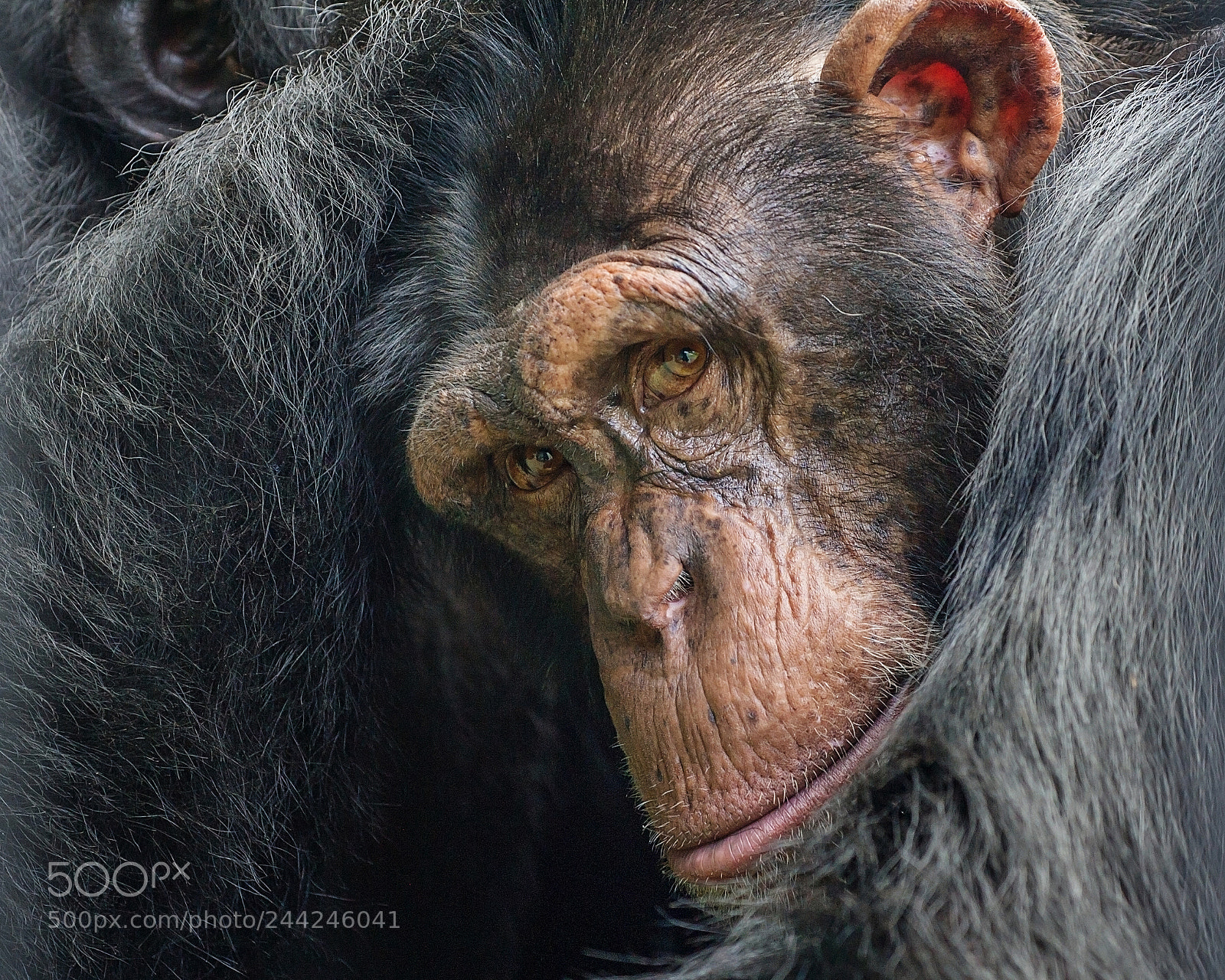 Nikon D3S sample photo. Grooming session photography