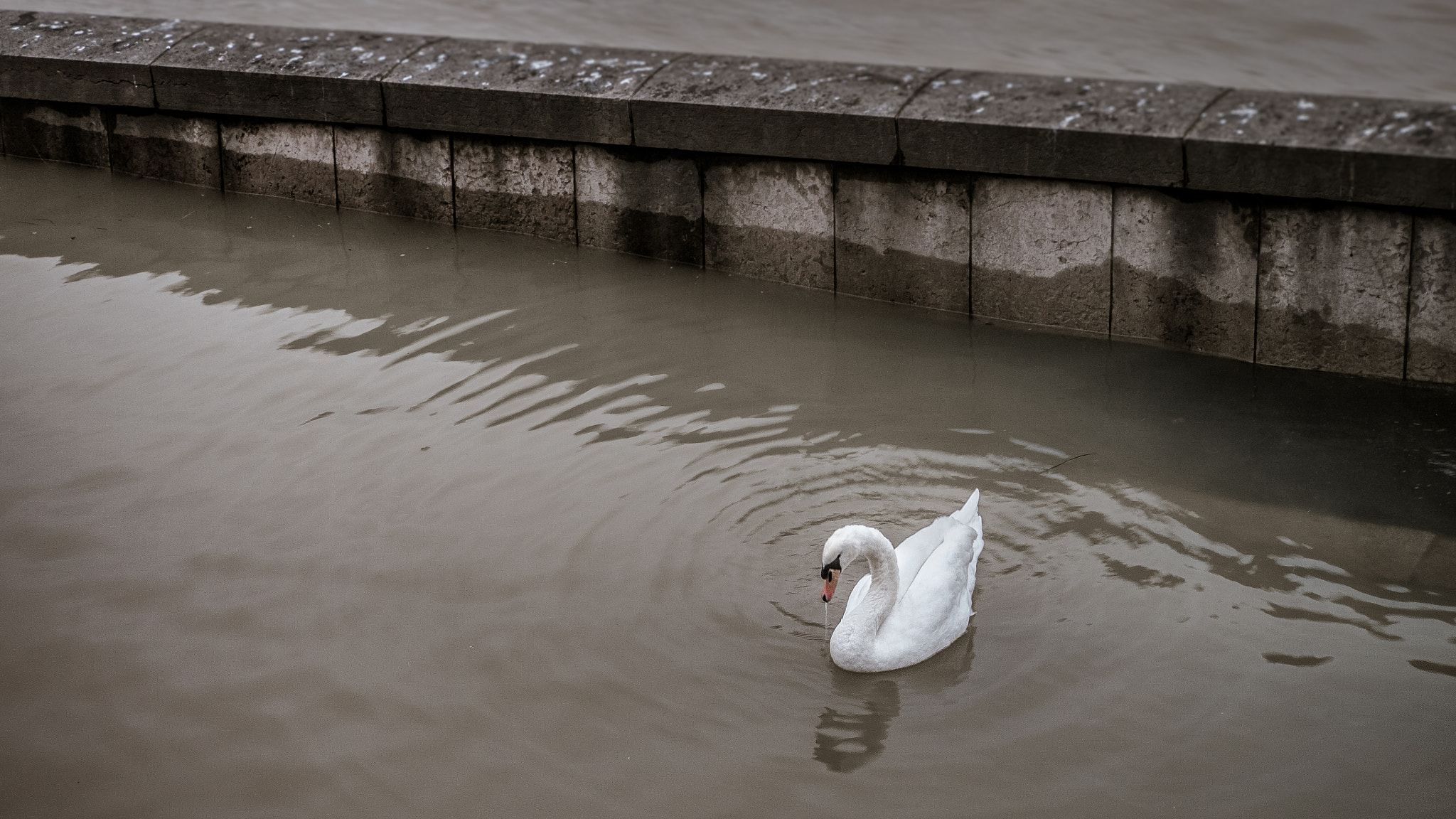 Panasonic Lumix DMC-GH1 sample photo. Swan in the city photography