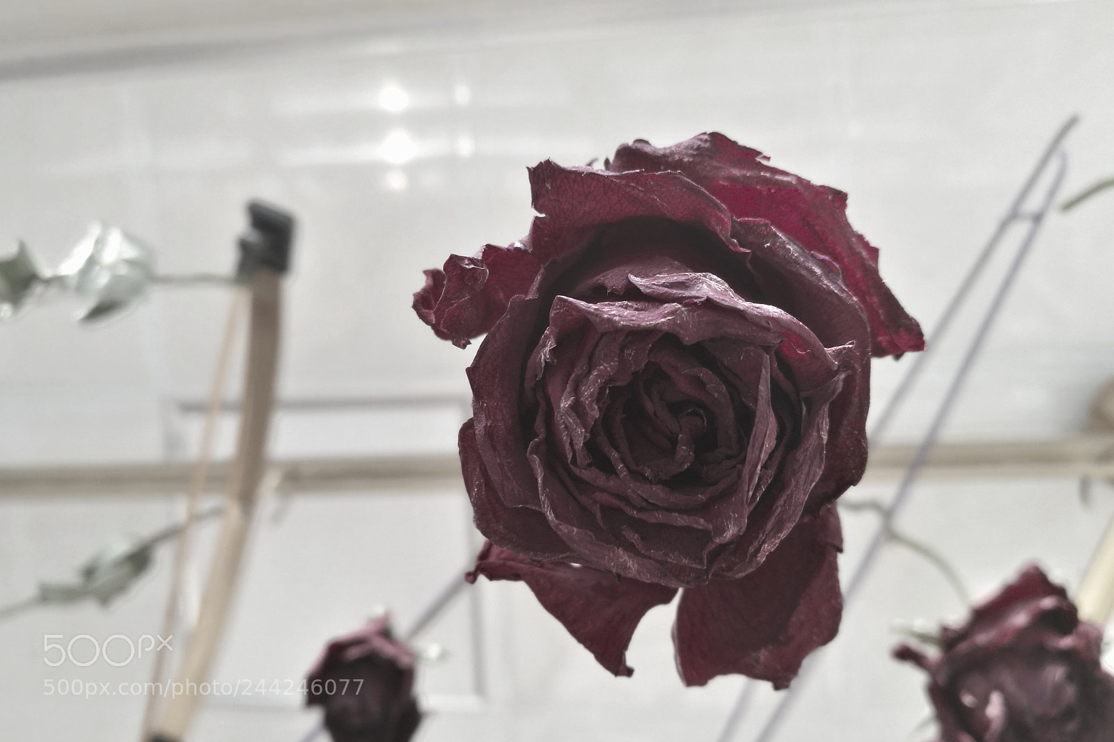 HUAWEI Honor 8 sample photo. Untitled photography
