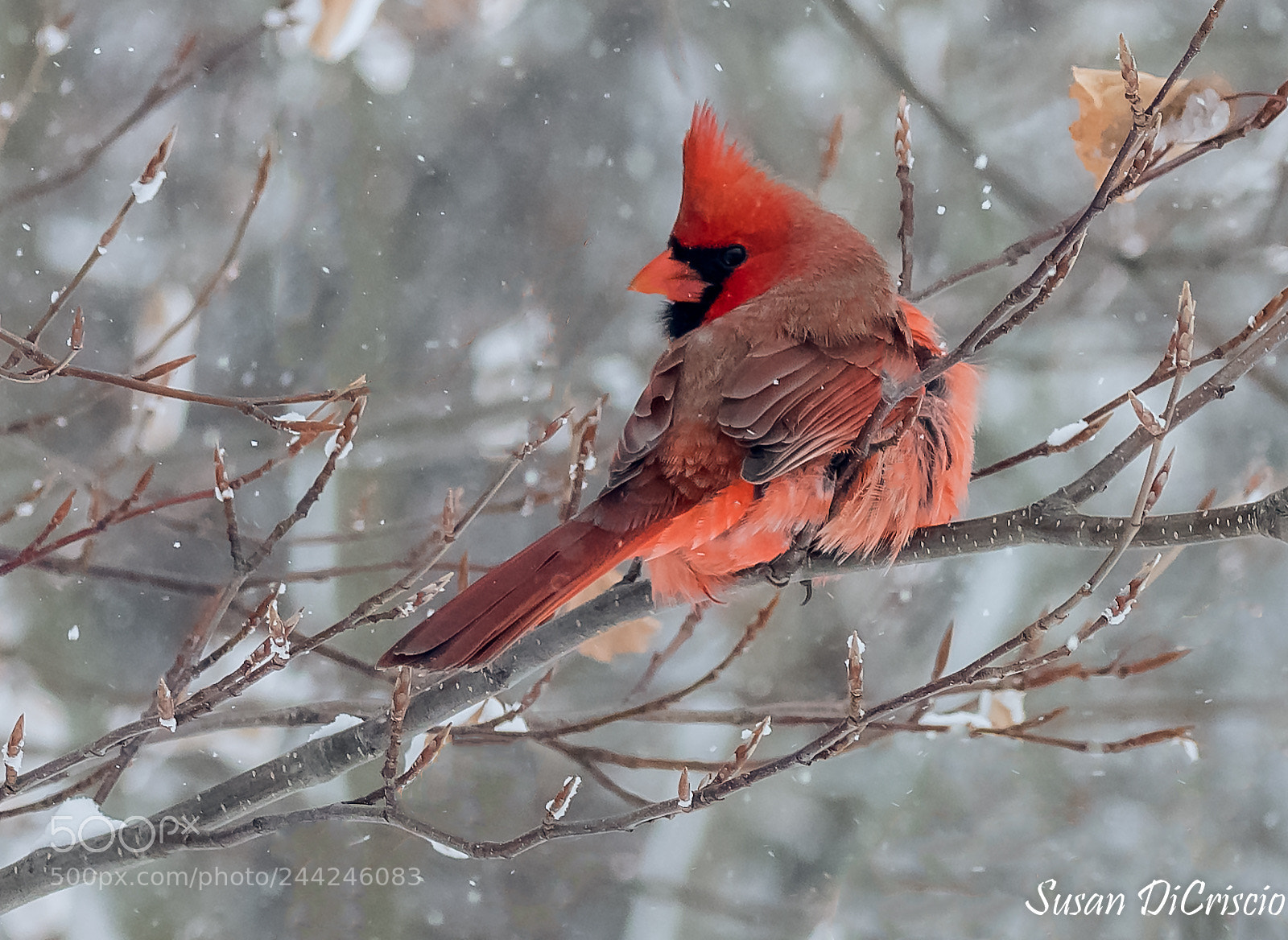 Nikon D500 sample photo. Waiting at the feeder photography