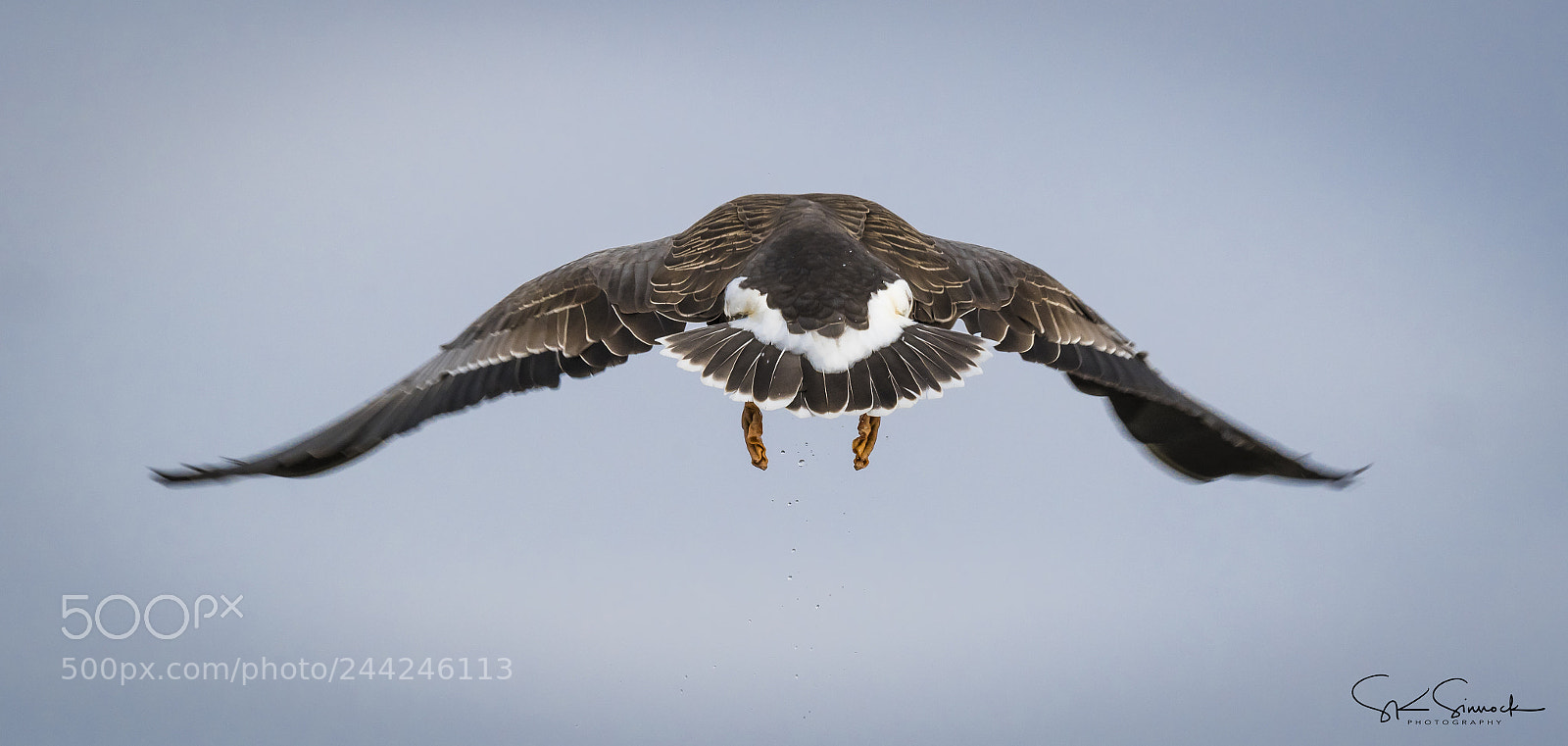 Nikon D850 sample photo. White fronted goose photography