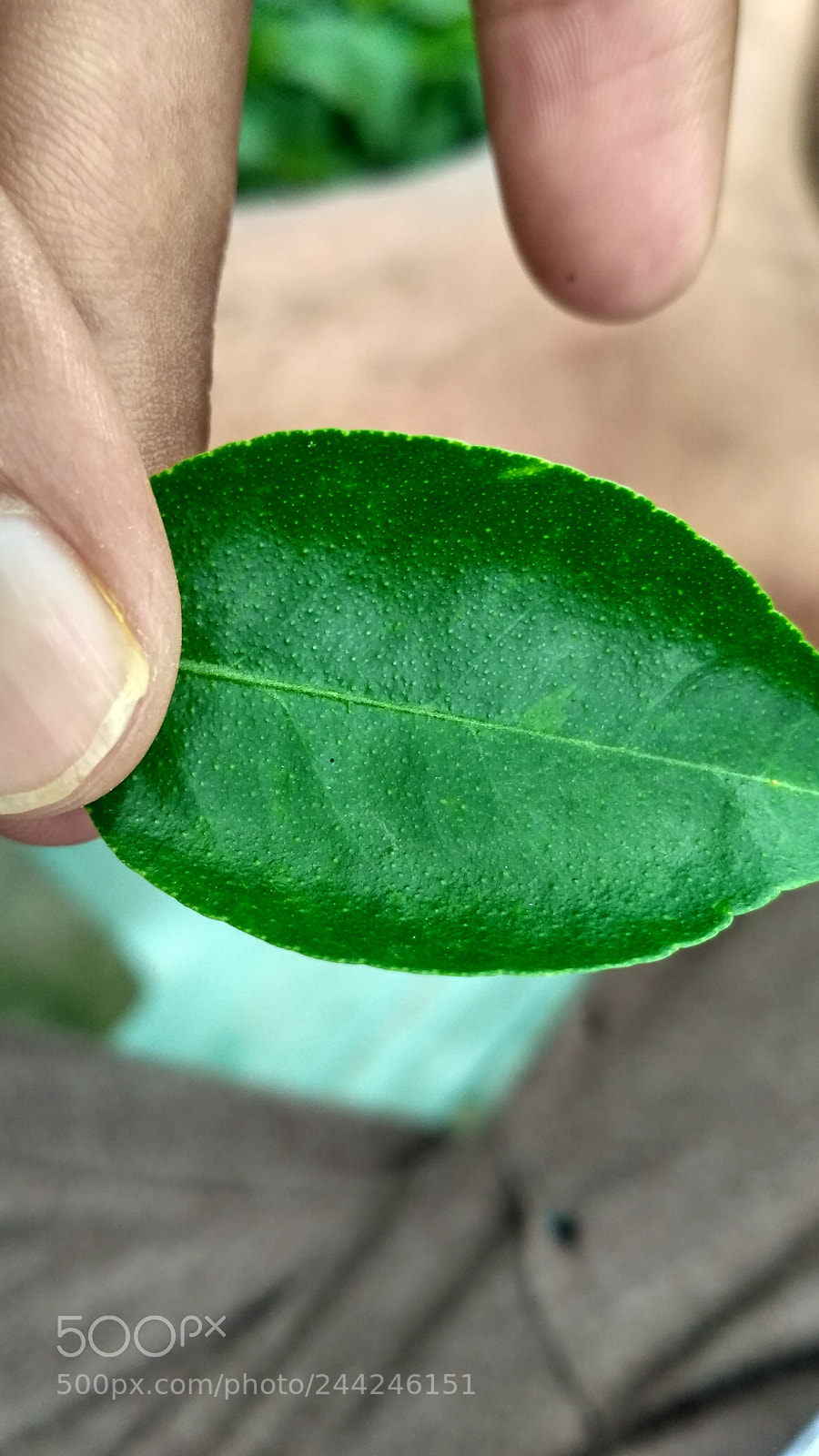 Xiaomi Redmi 3S sample photo. Leaf photography